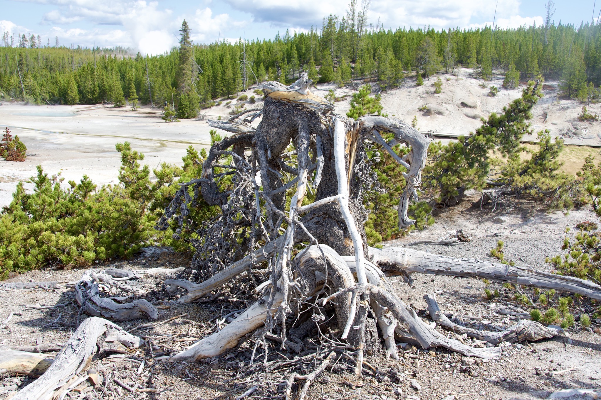 Yellowstone