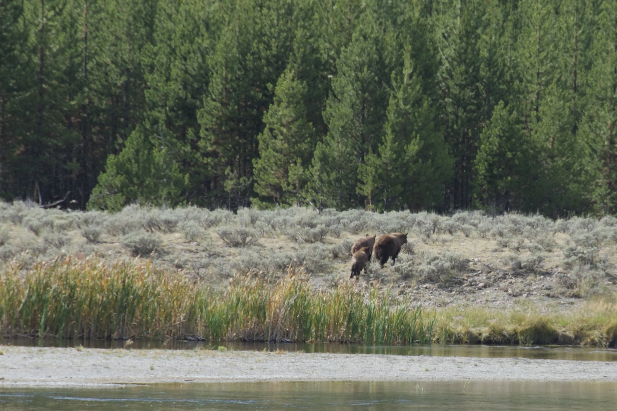 Yellowstone