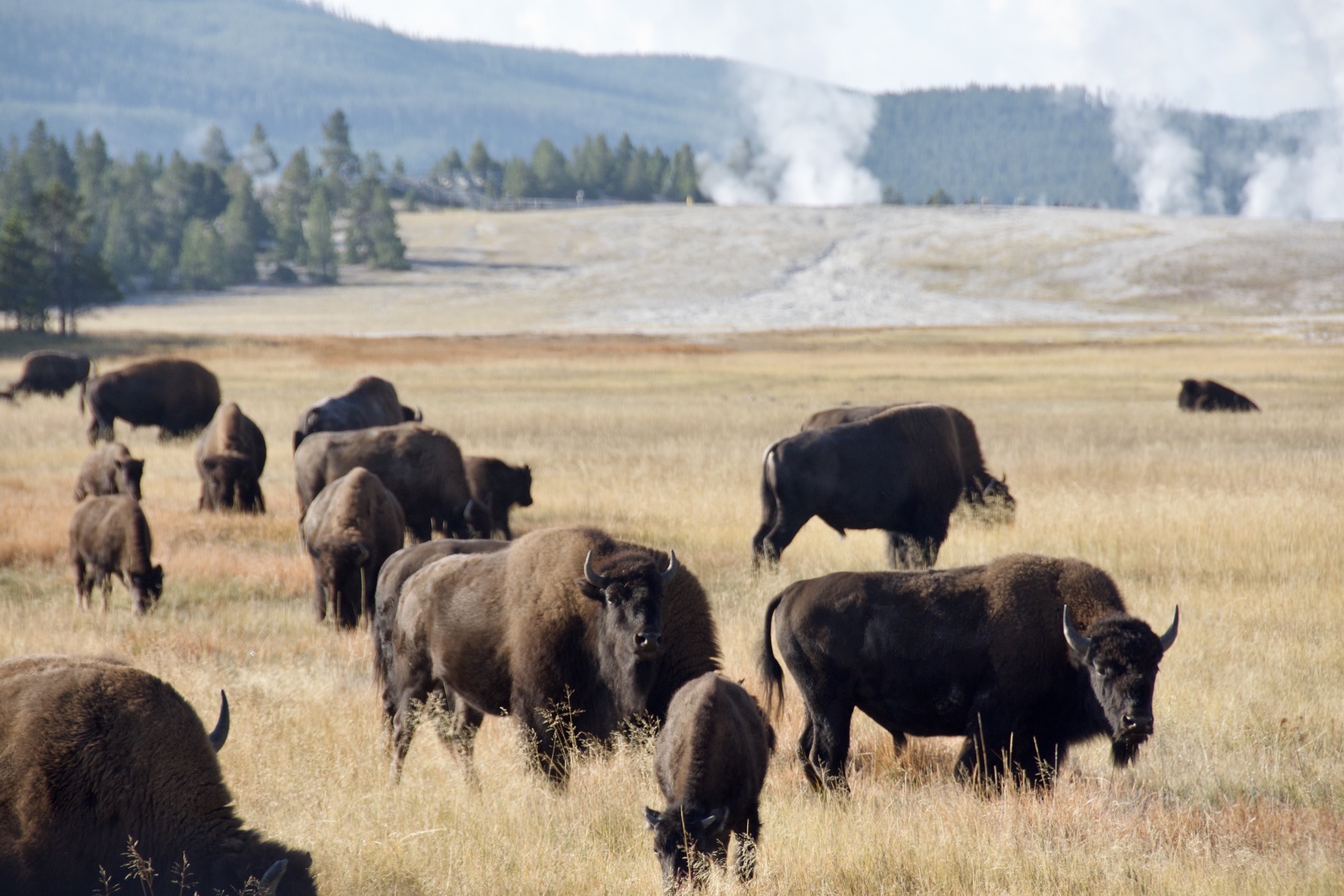 Yellowstone