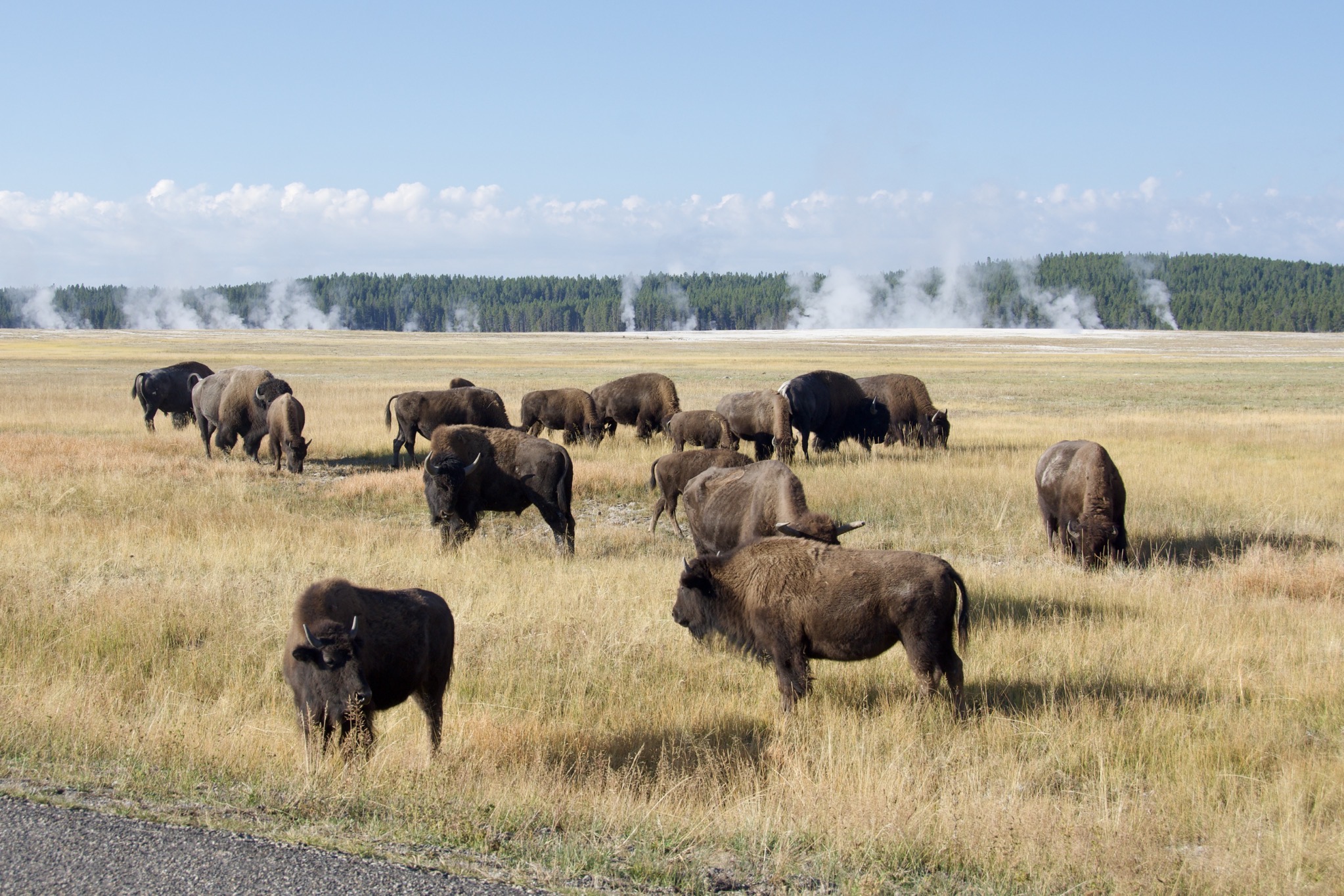 Yellowstone