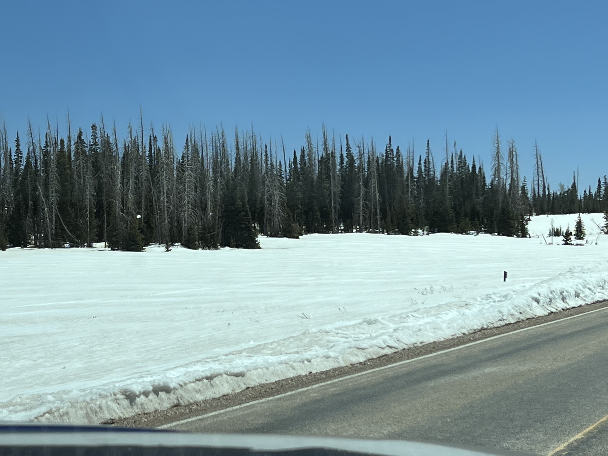Snowy meadow