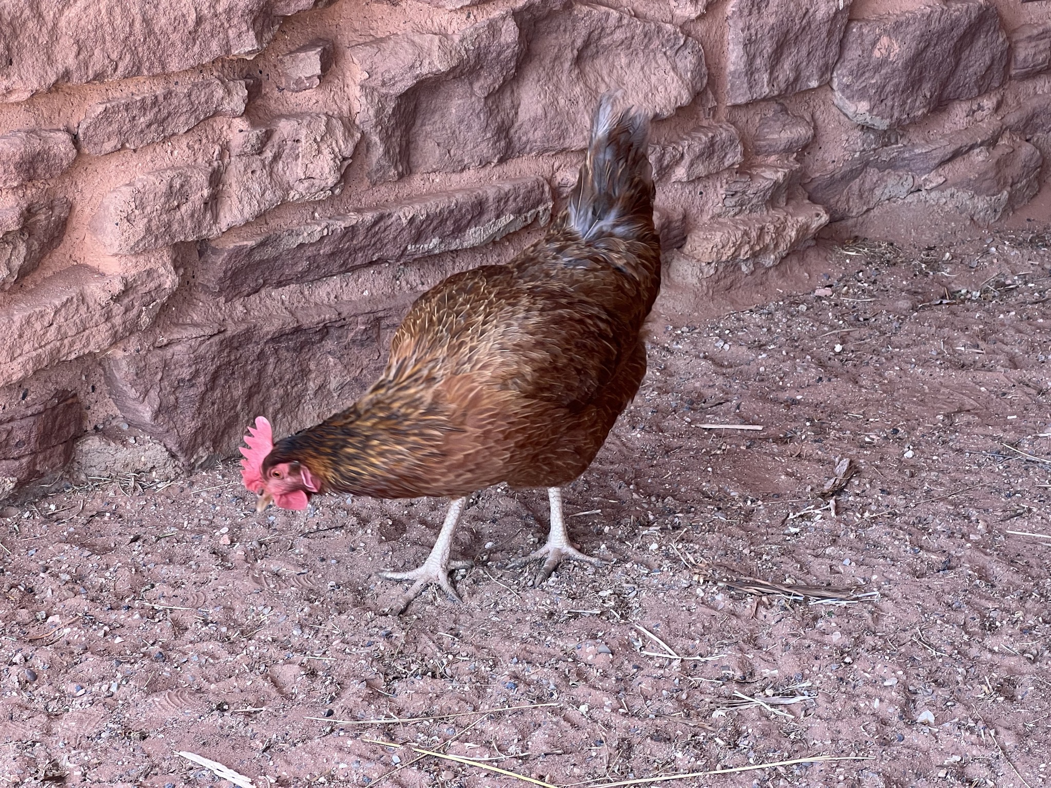 Chicken