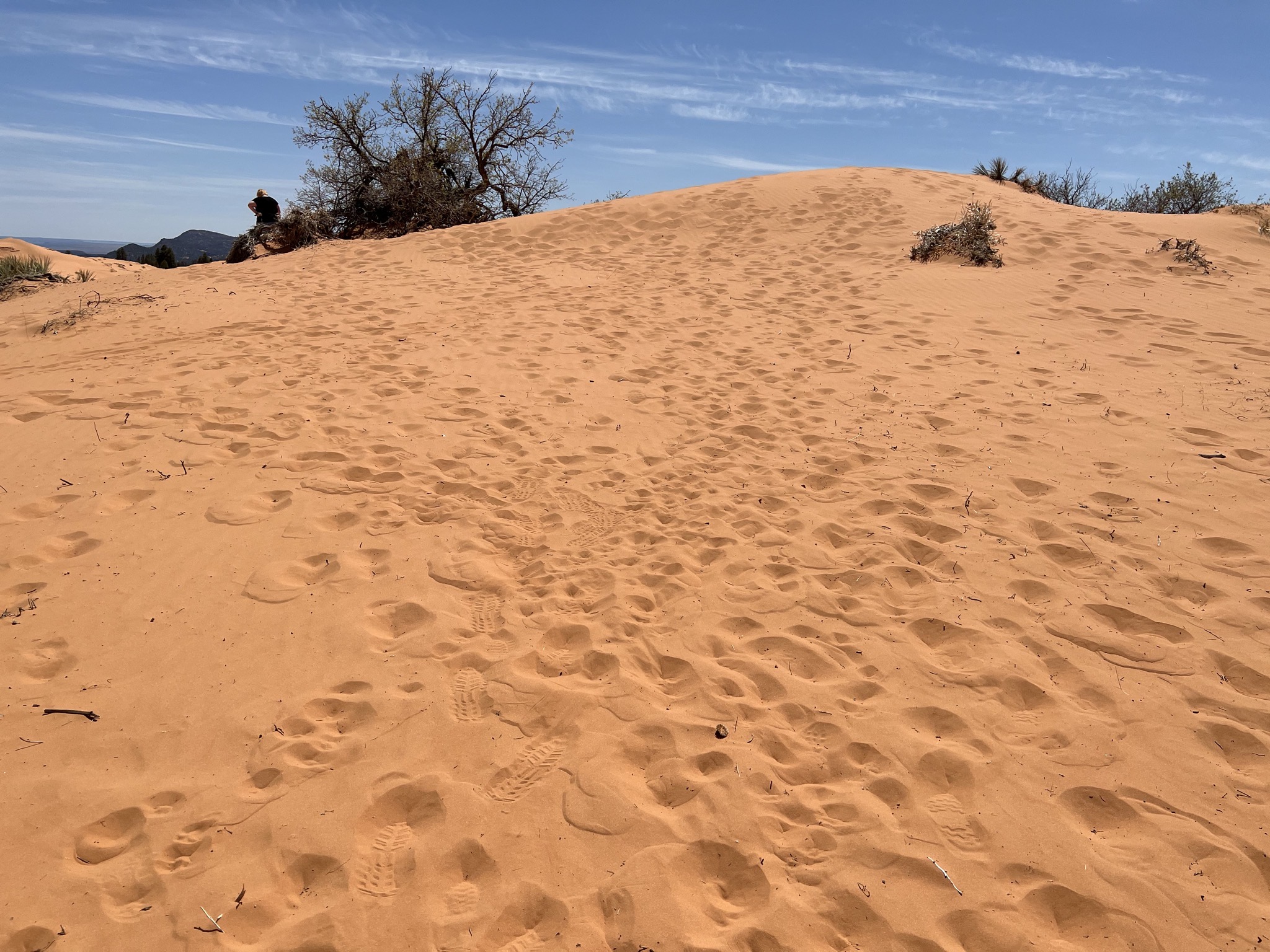 Coral Pink Sand Dunes
