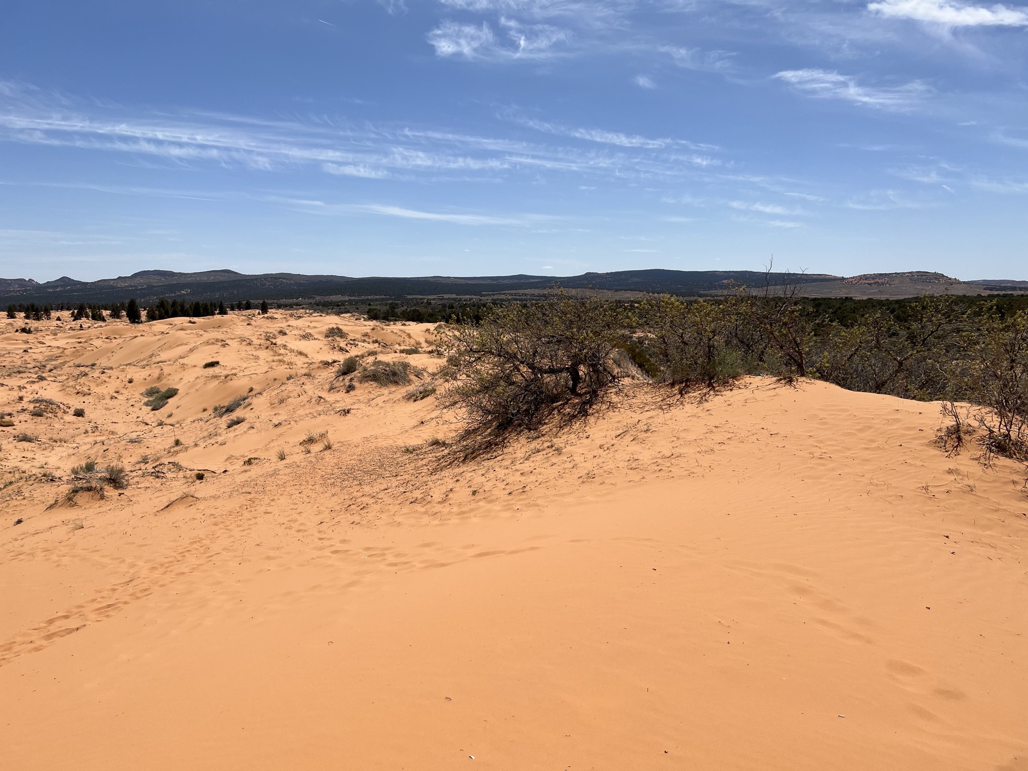 Coral Pink Sand Dunes