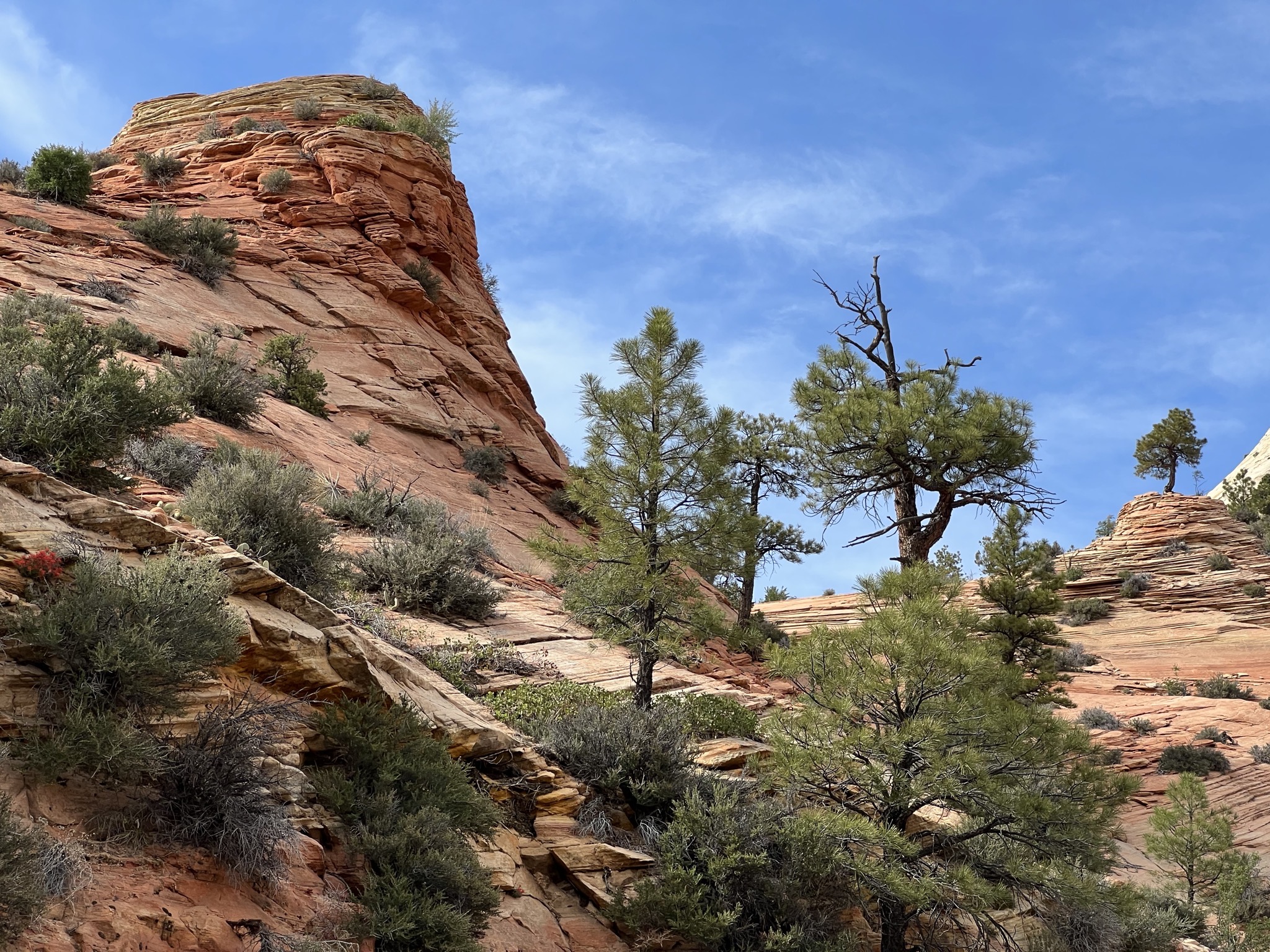 Zion National Park