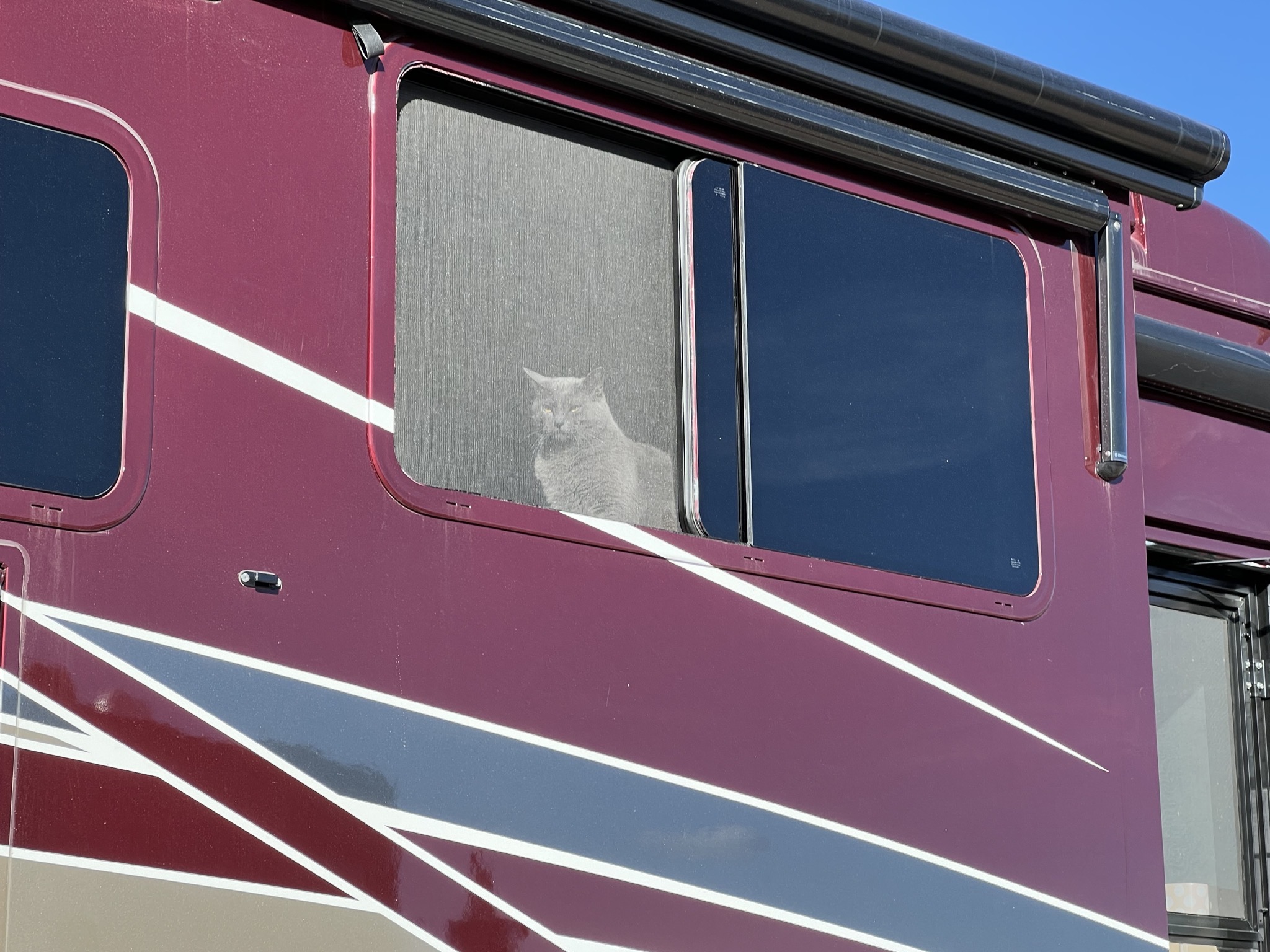 Paladin looking out a window