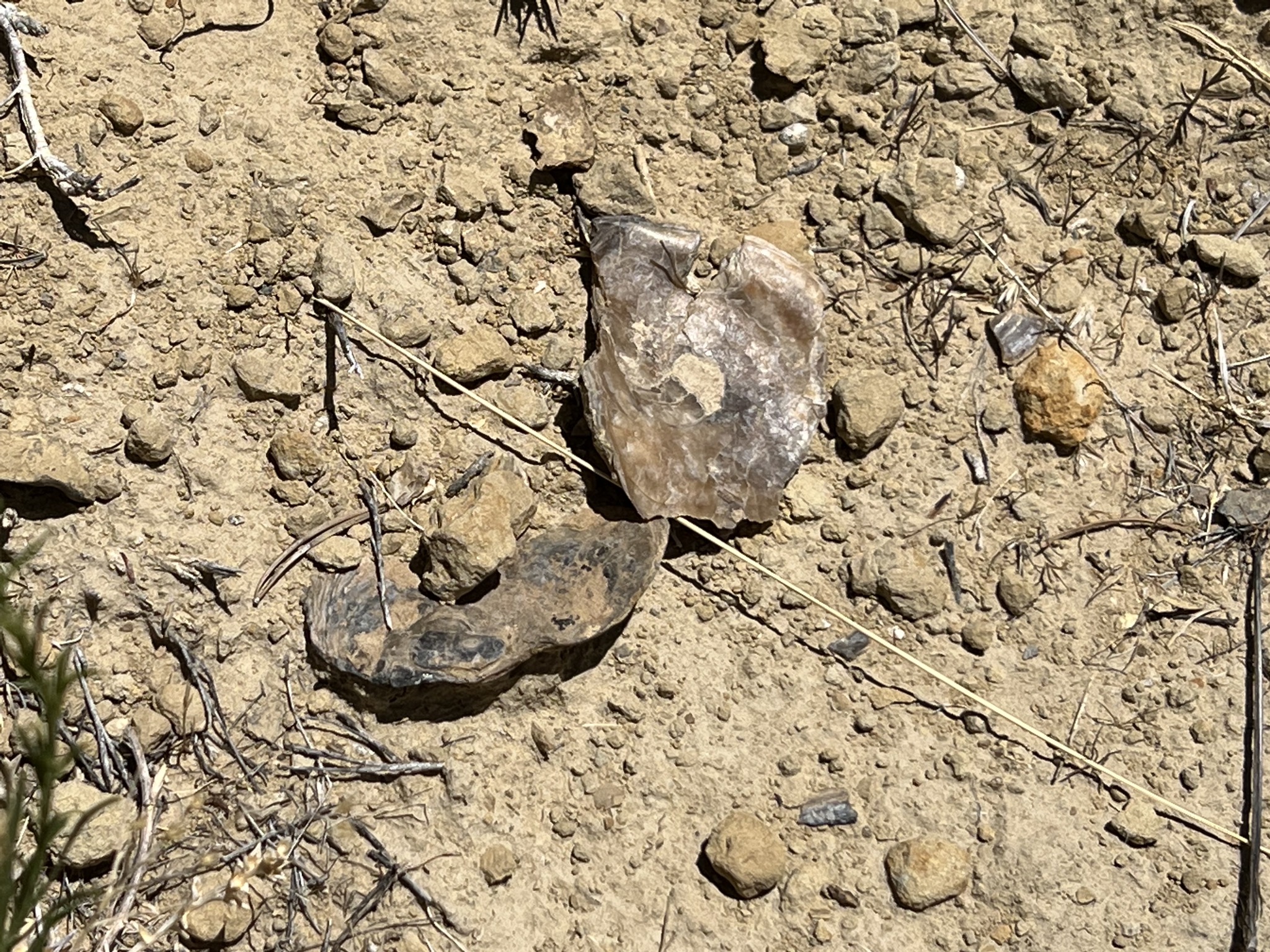 Oyster fossils