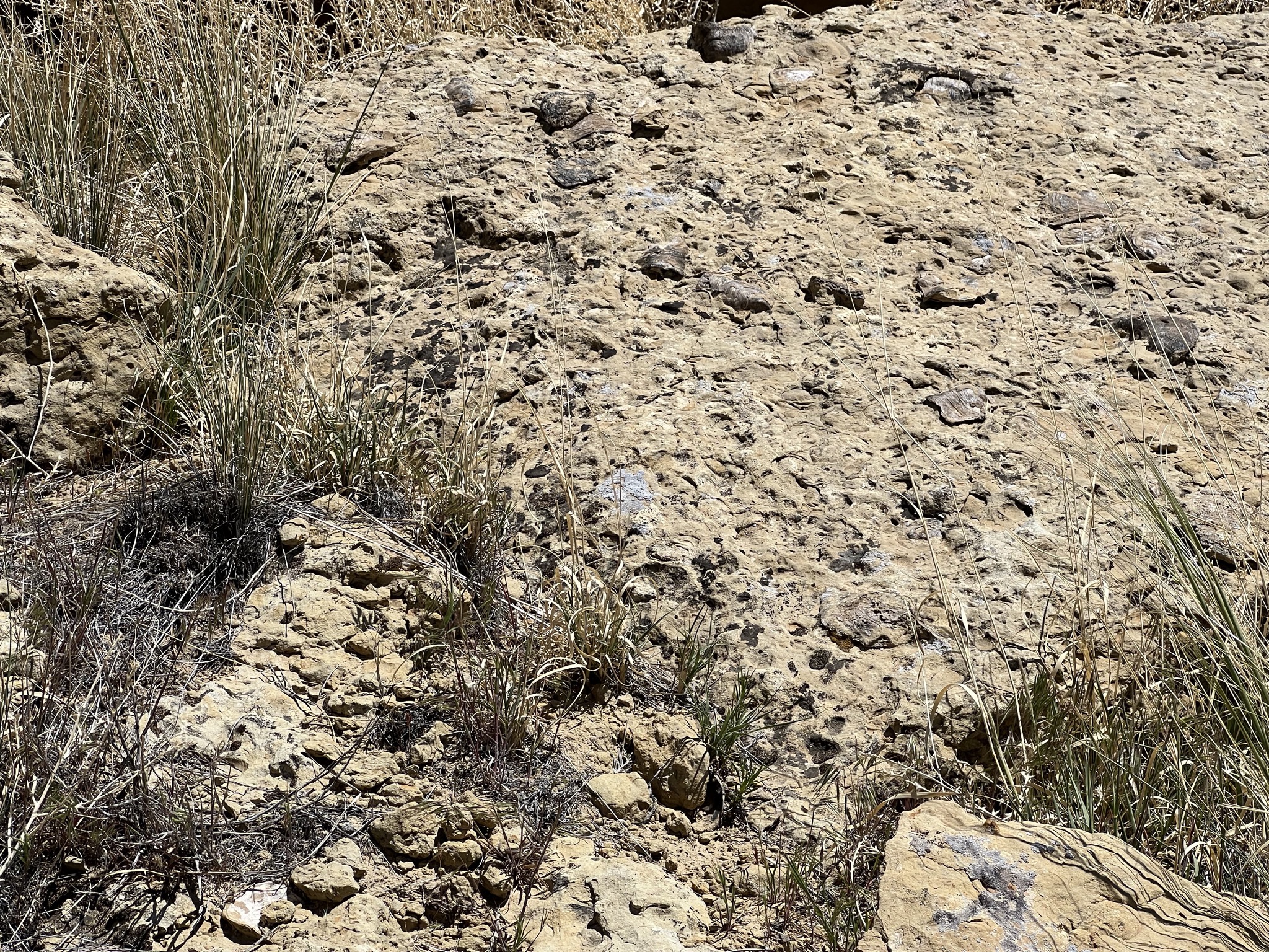 Oyster fossils