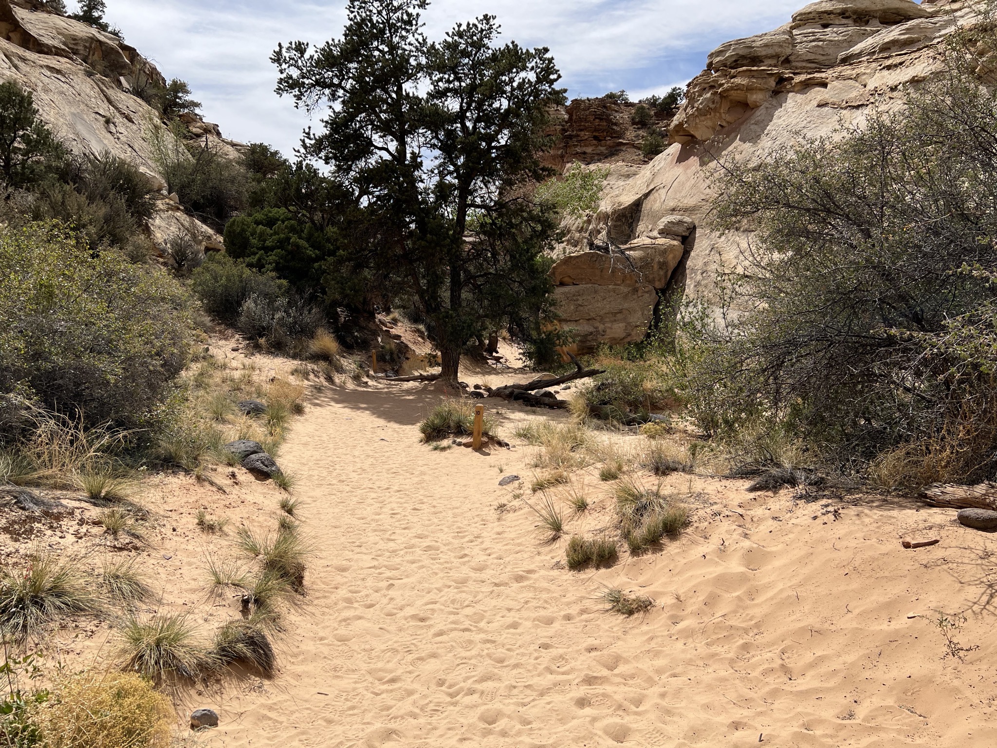 Hickman Bridge trail