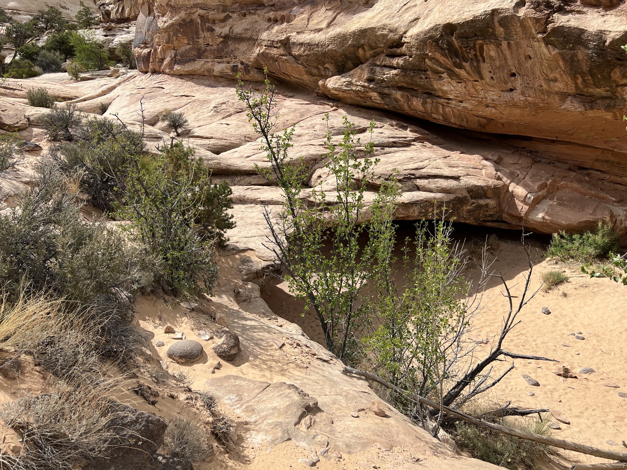 Hickman Bridge trail