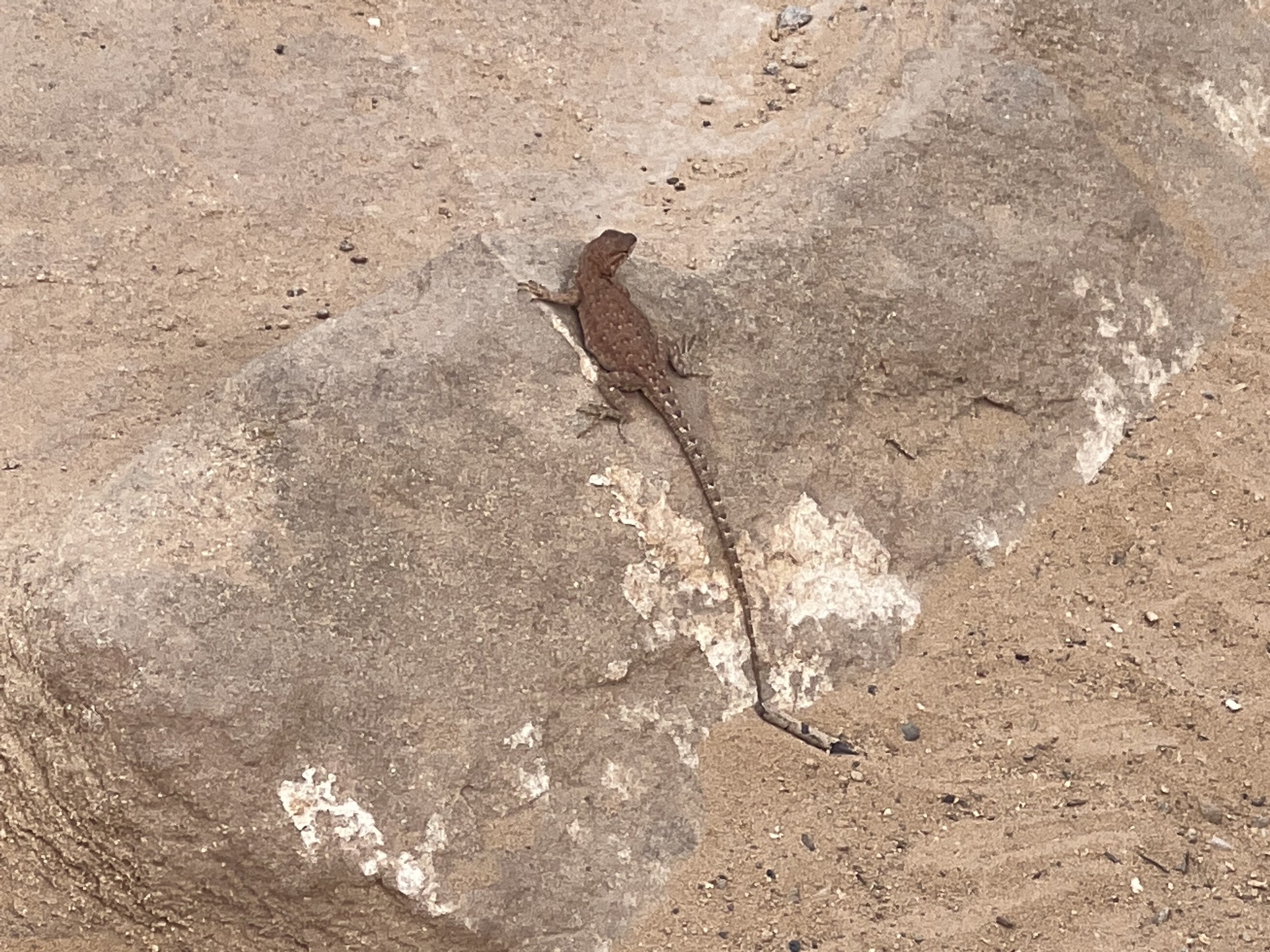 Lizard