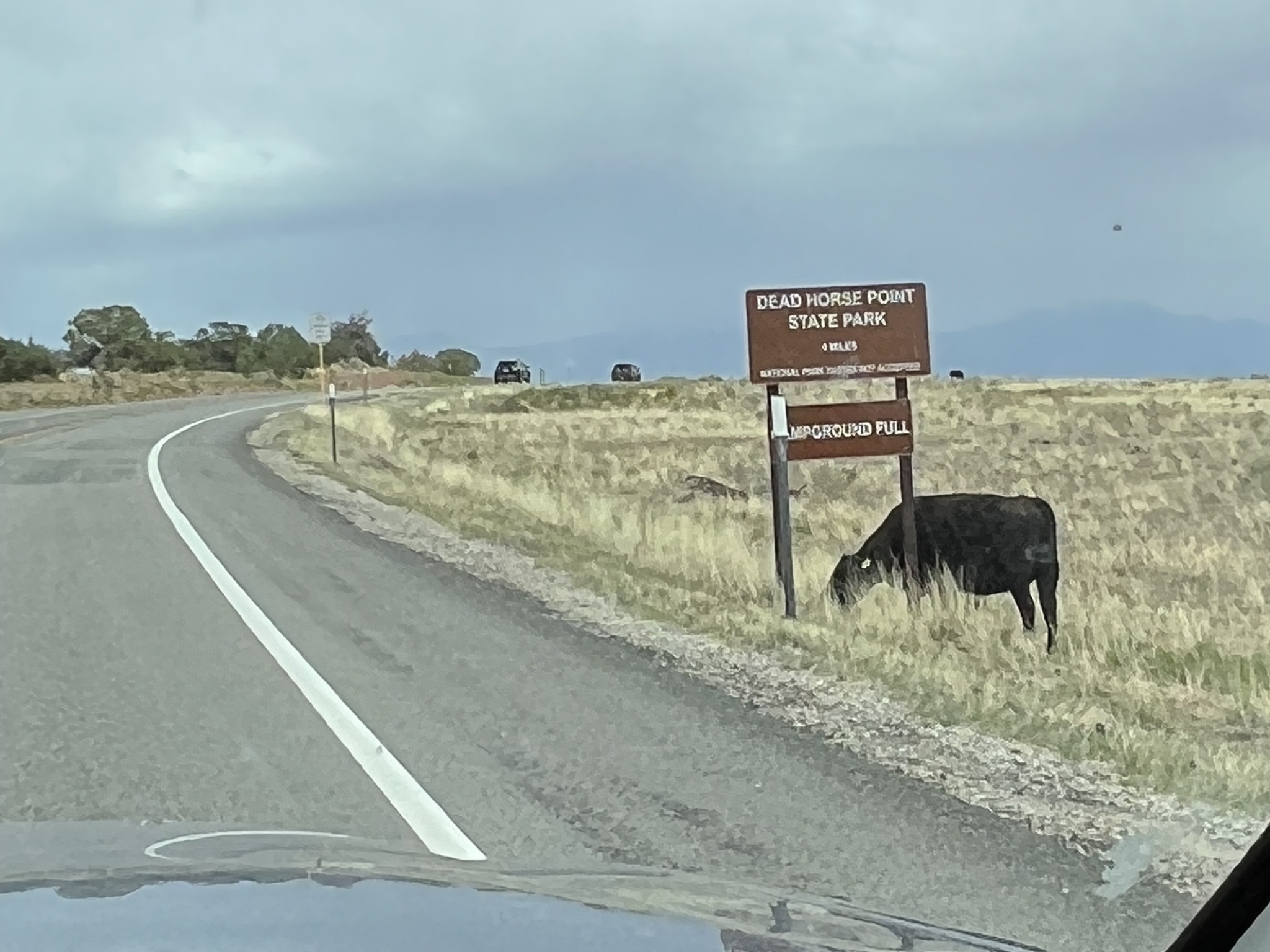 Cow
