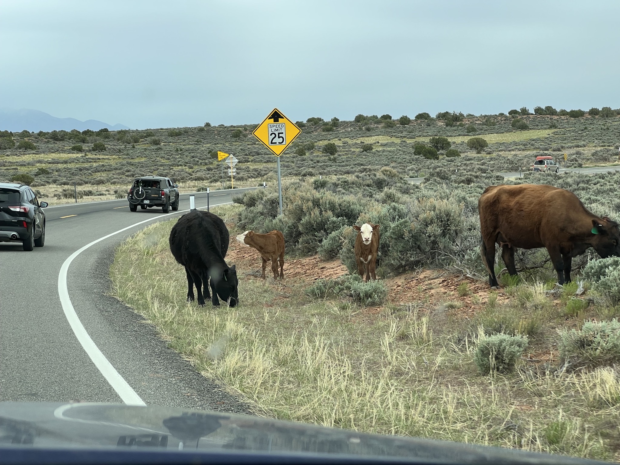 Cows
