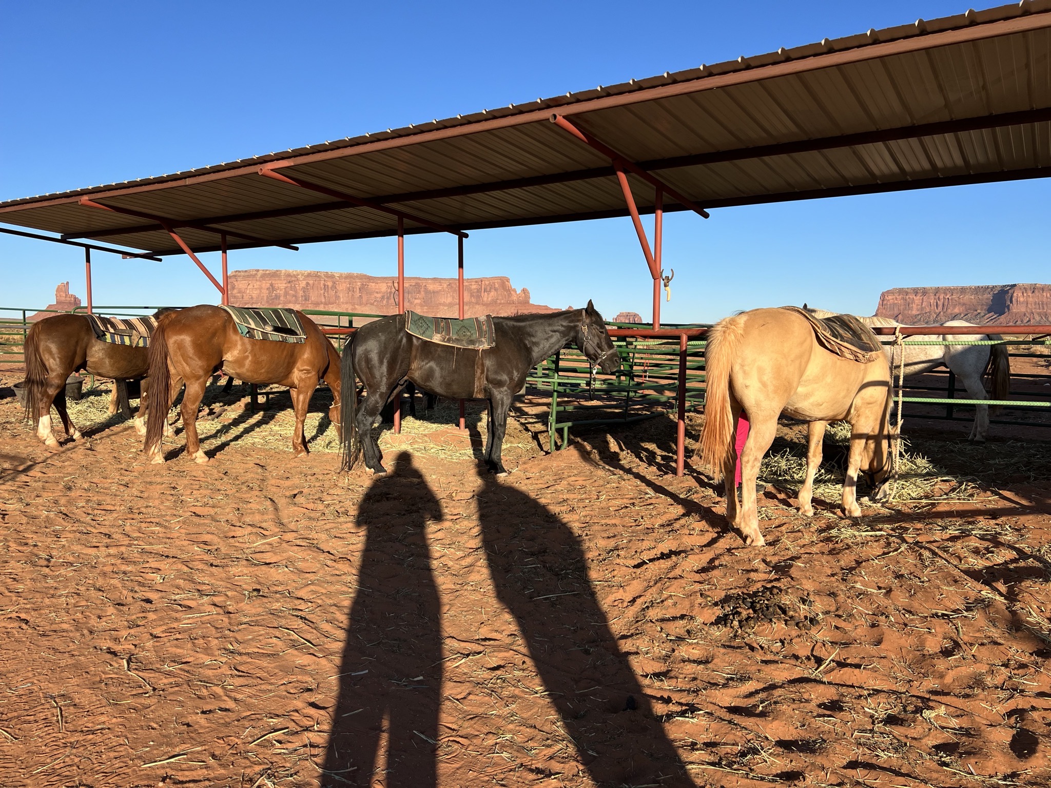 Horses