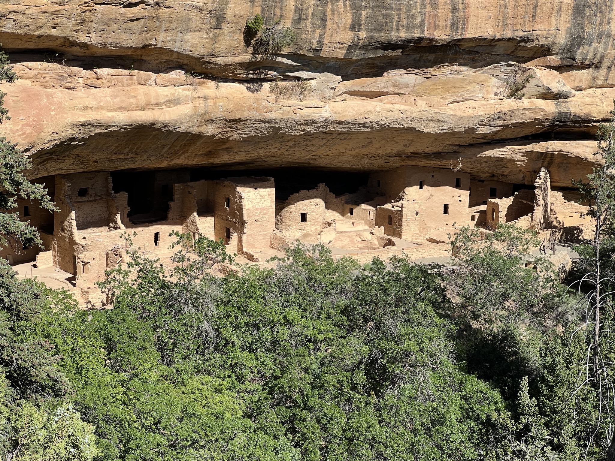Spruce Tree House