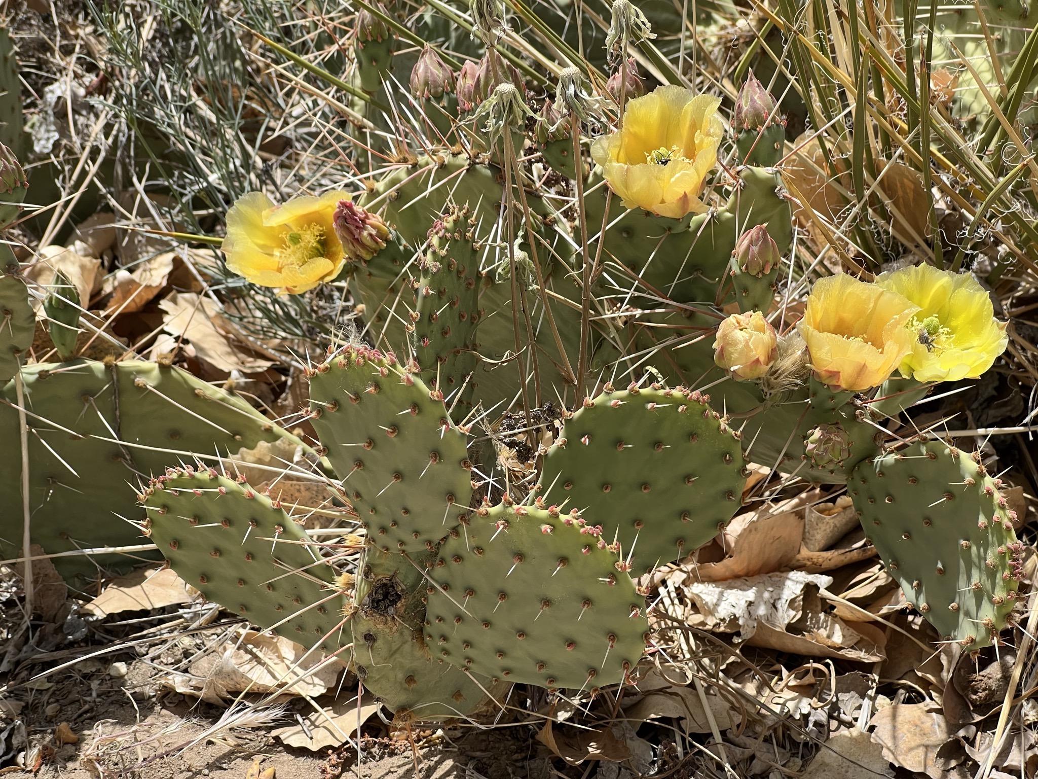 Flowering Prickly Pear cactus
