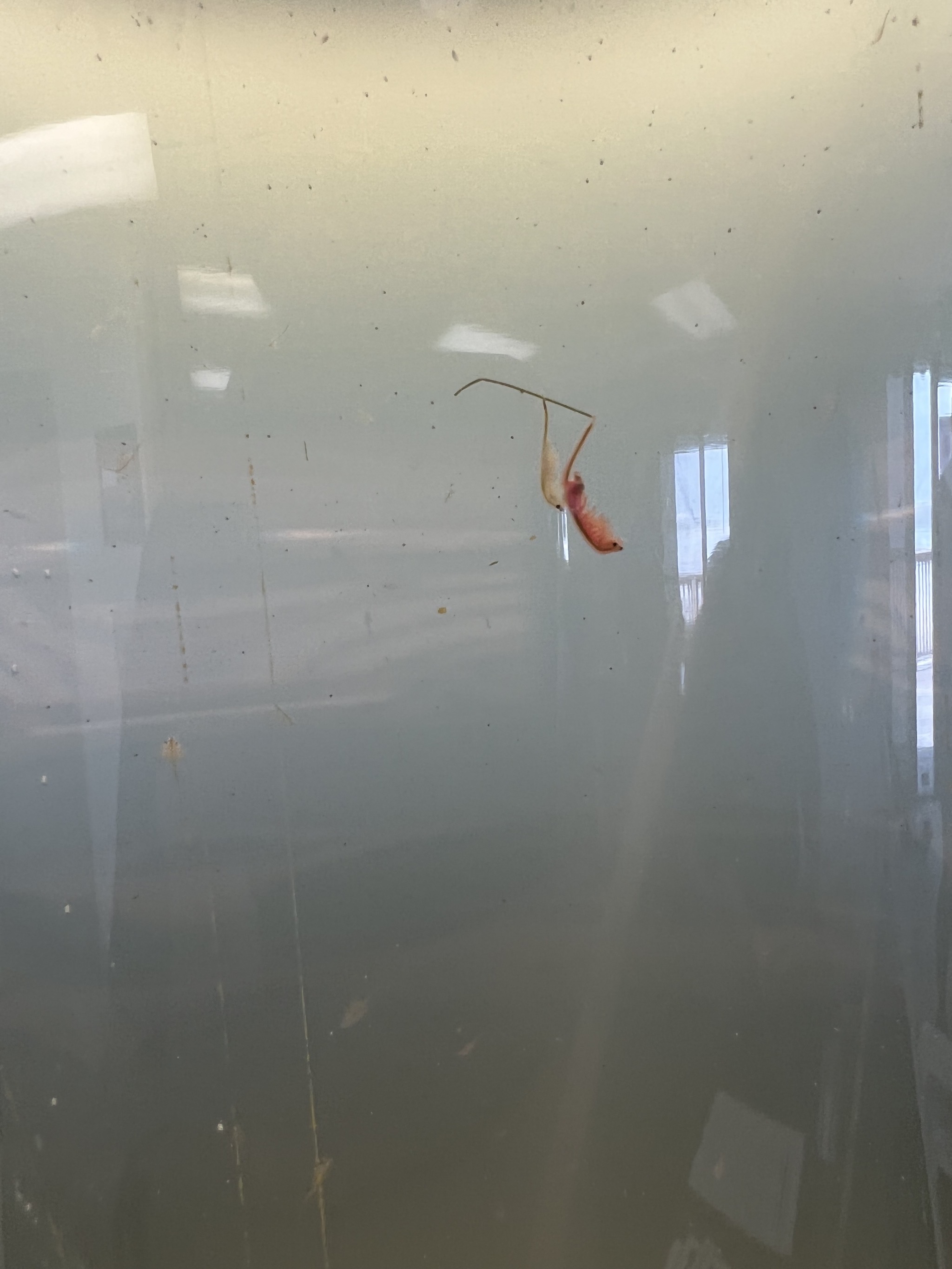 Brine shrimp