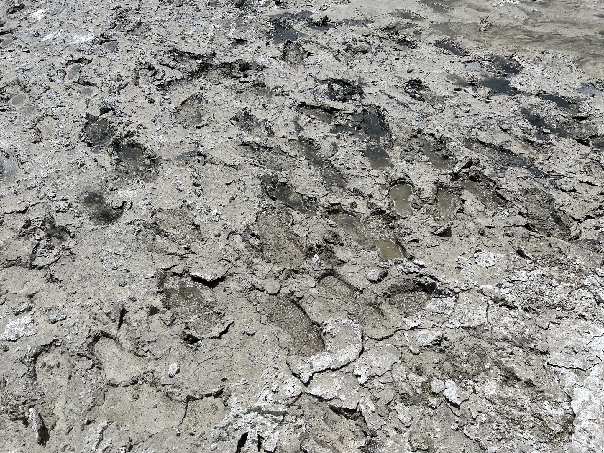 Great Salt Lake