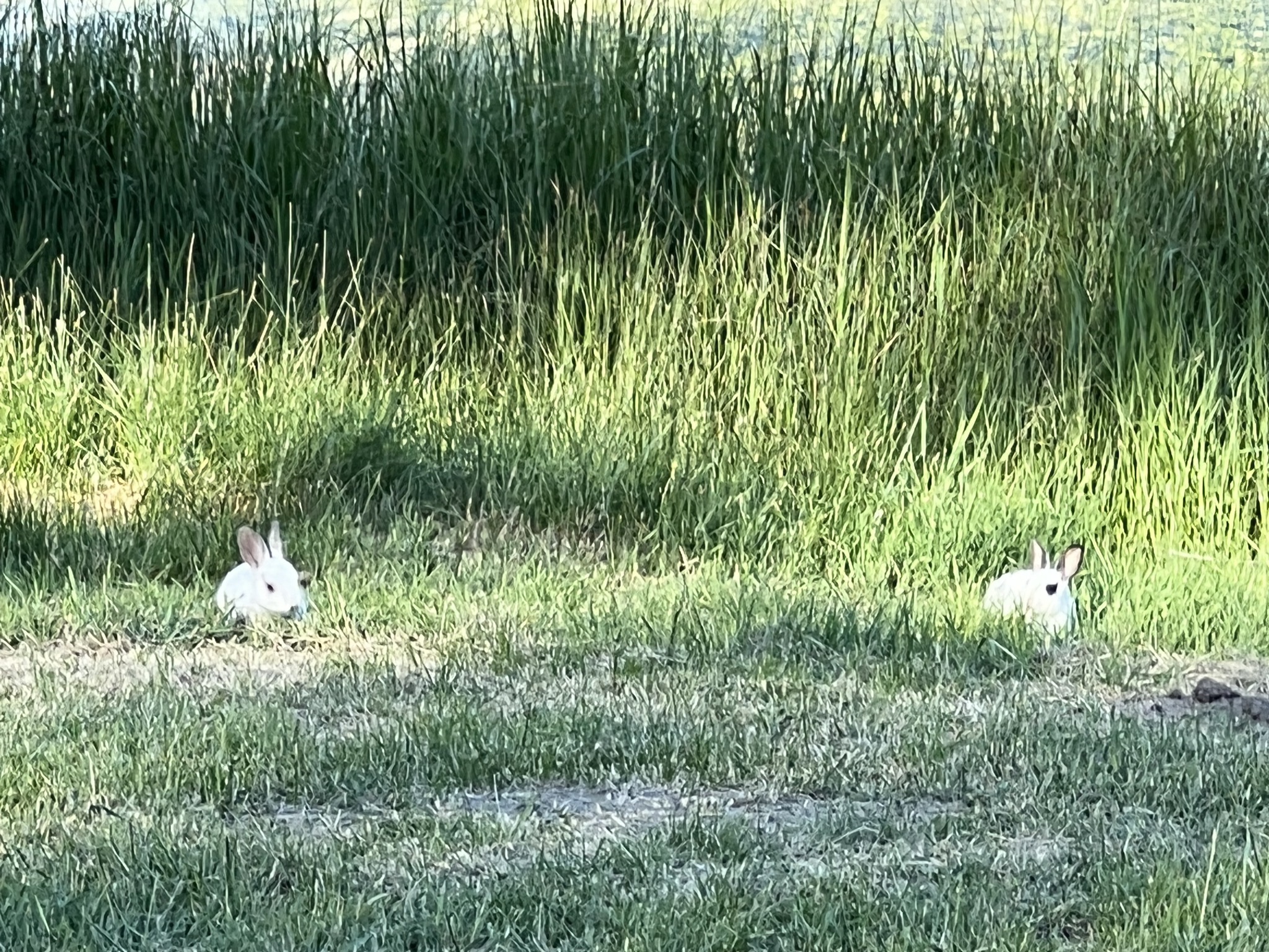 Rabbits