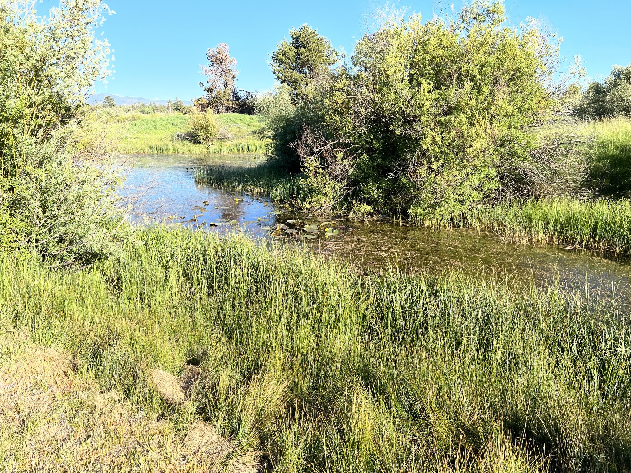 Pond