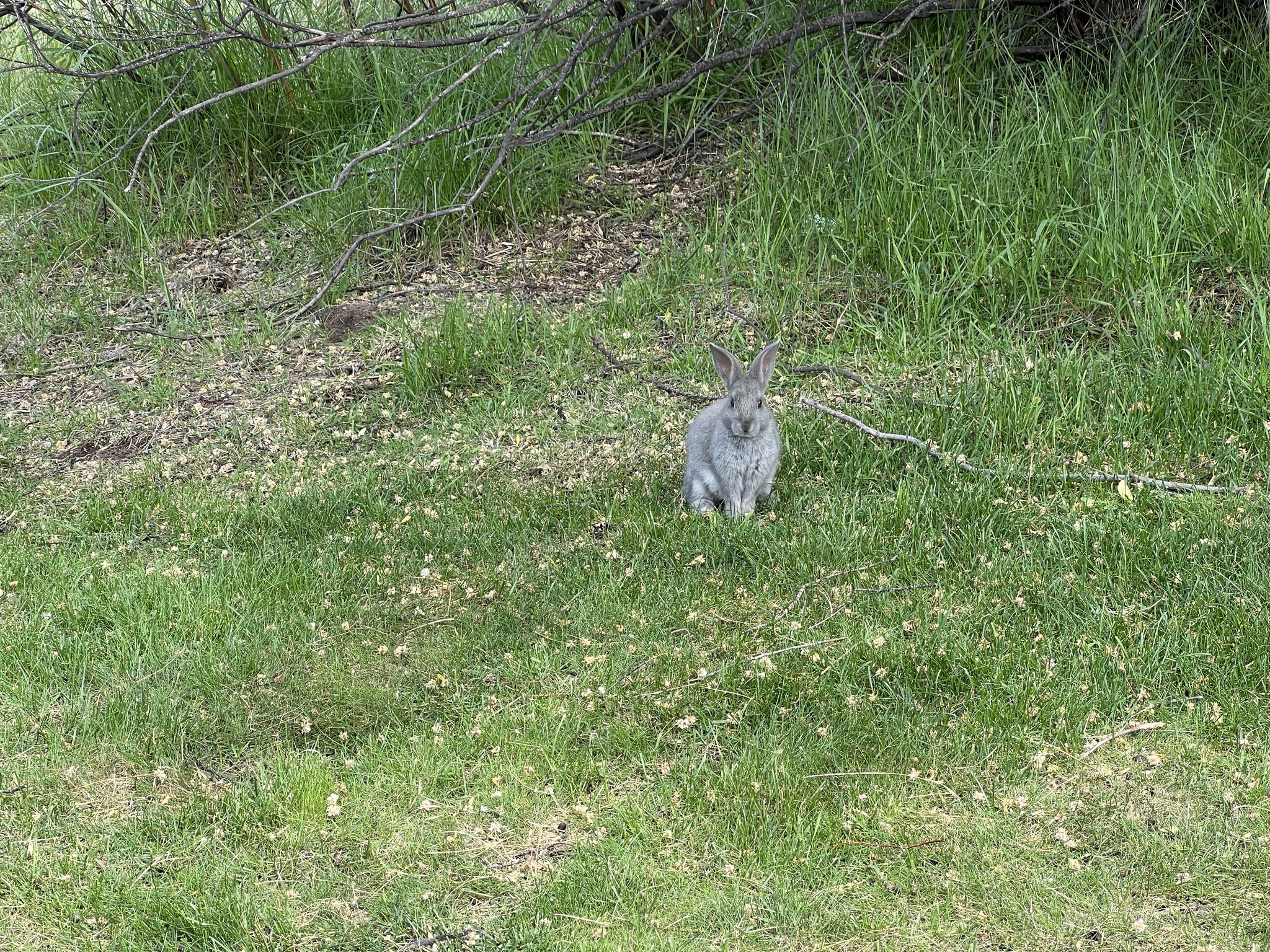 Rabbit