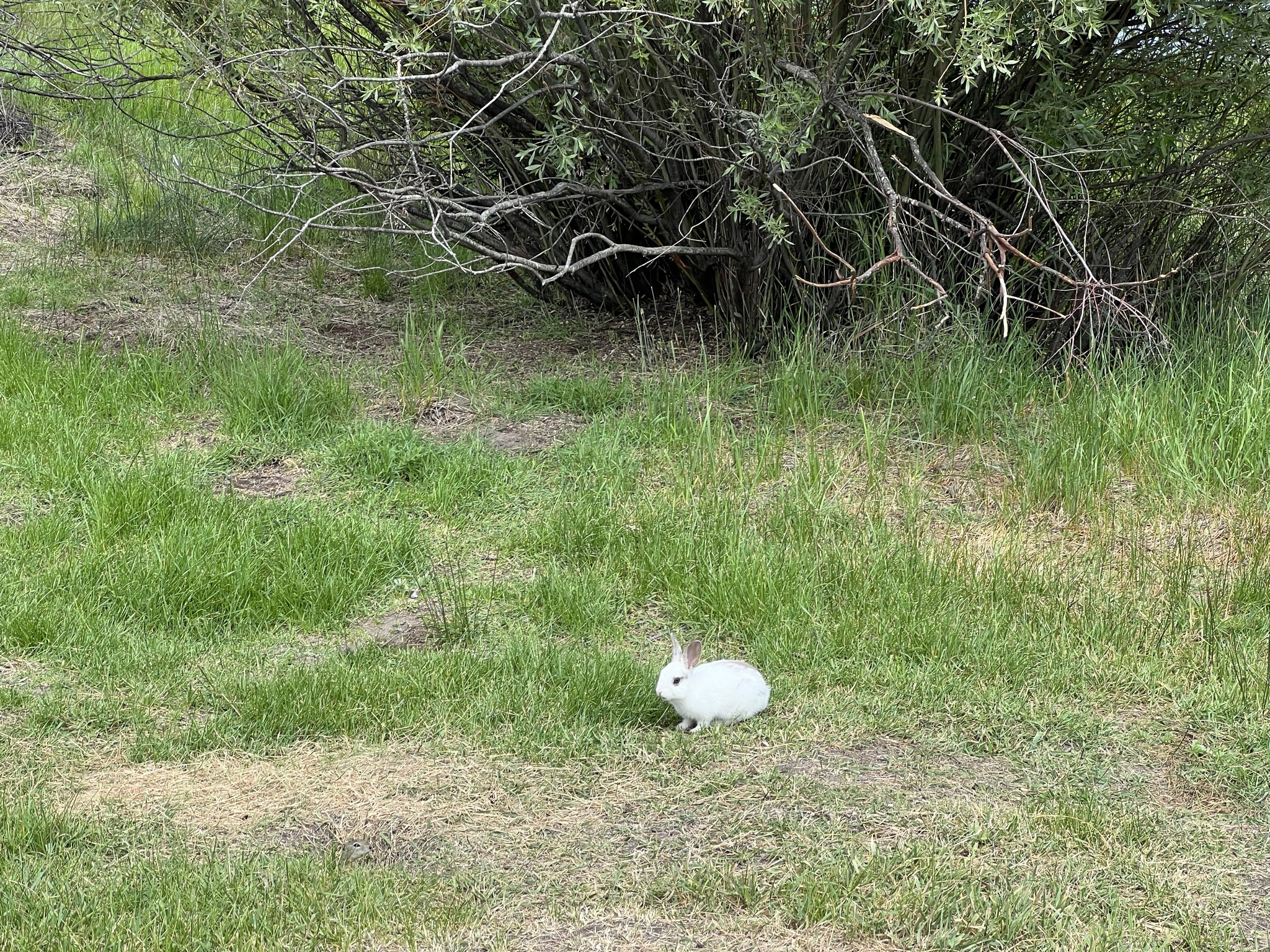 Rabbit