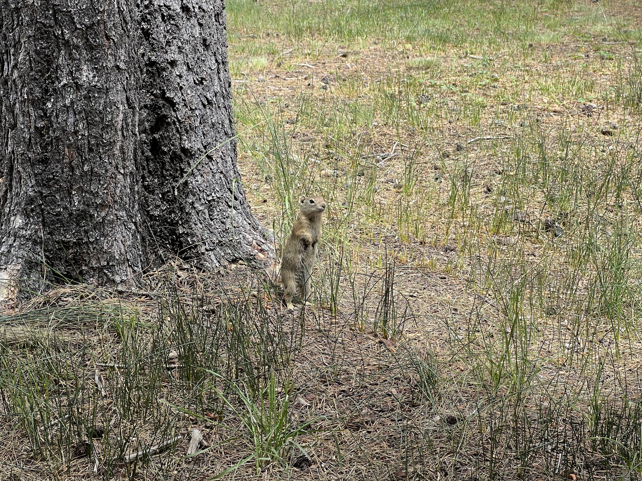 Squirrel