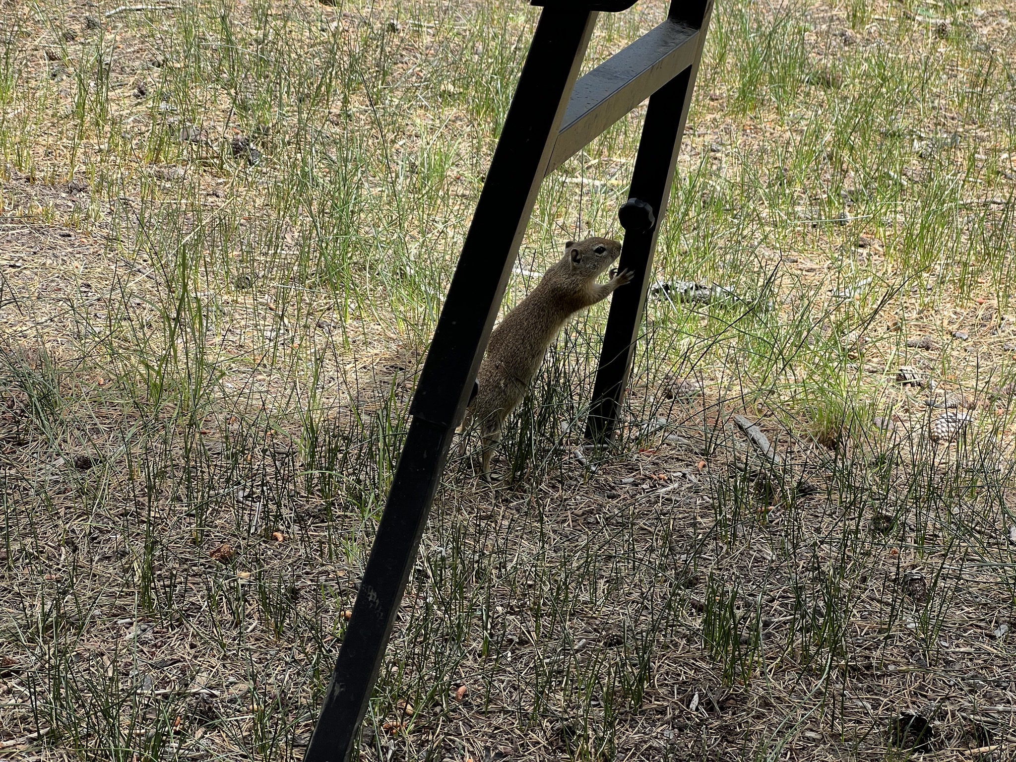 Squirrel