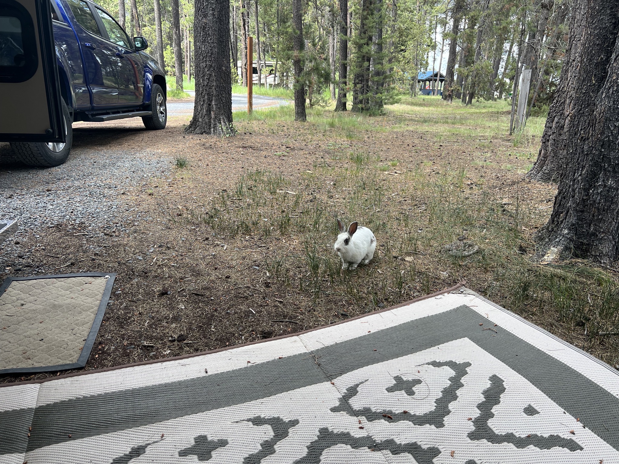 Rabbit