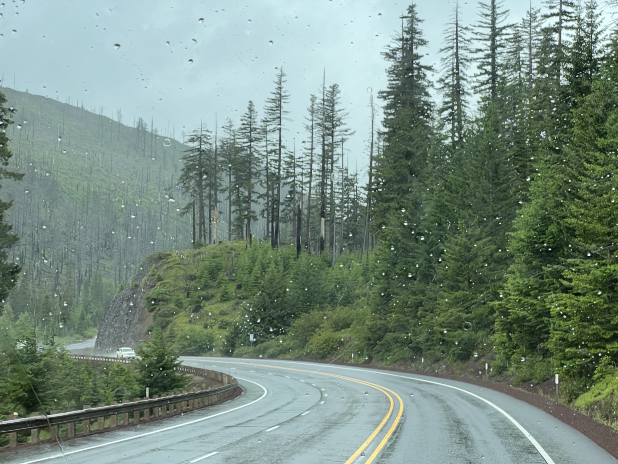 Rainy forest
