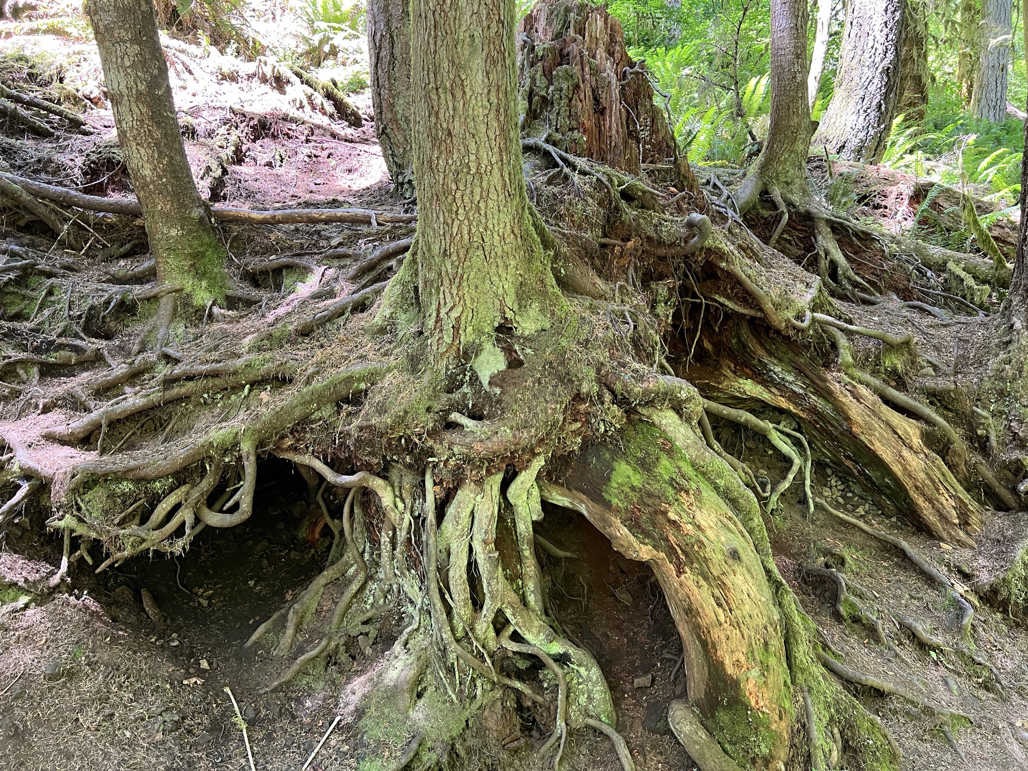 Exposed tree roots