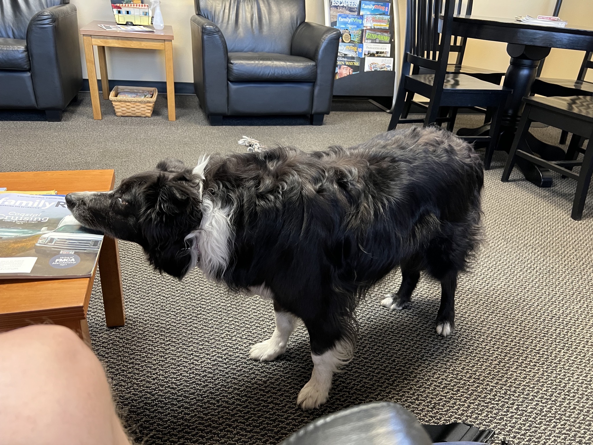 Waiting area with resident dog