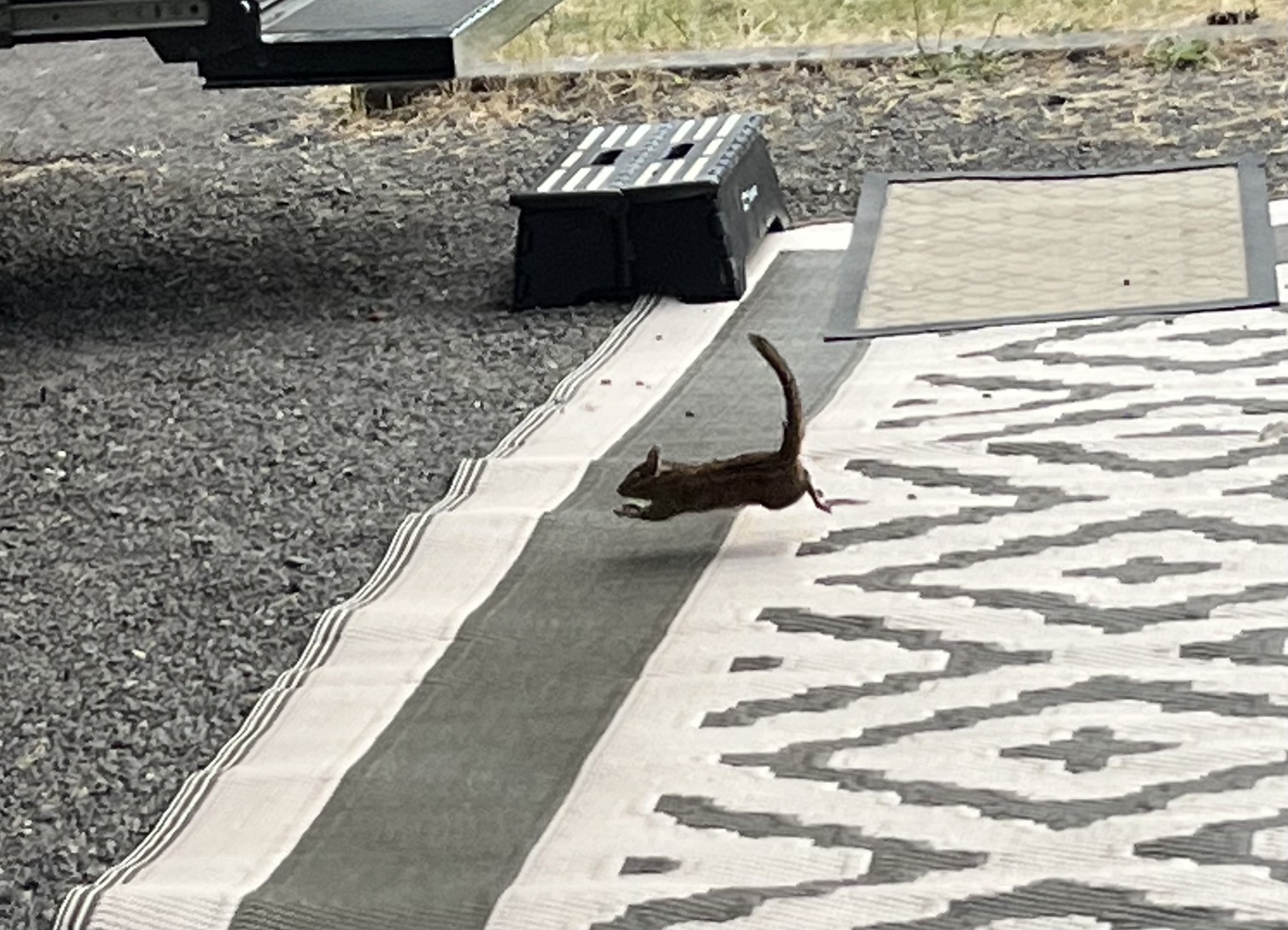 Squirrel