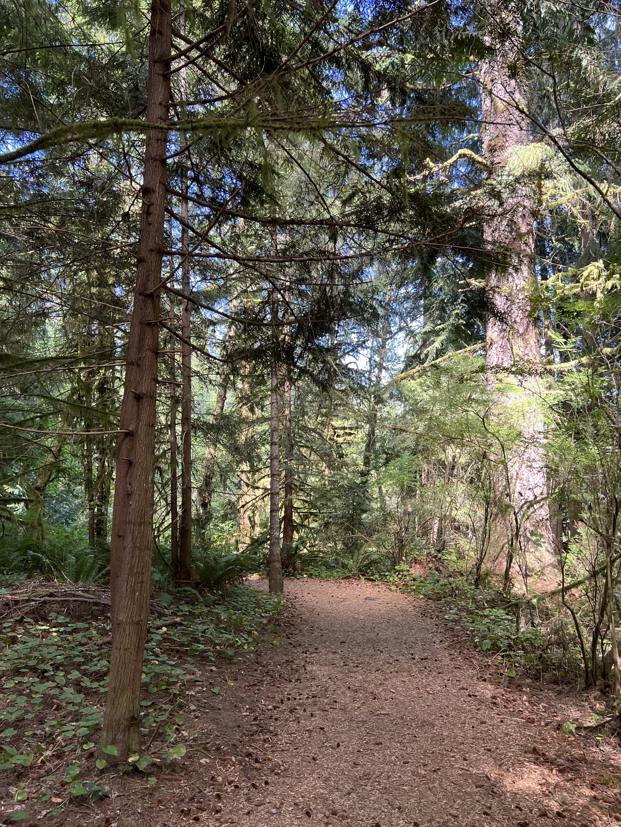 Trail