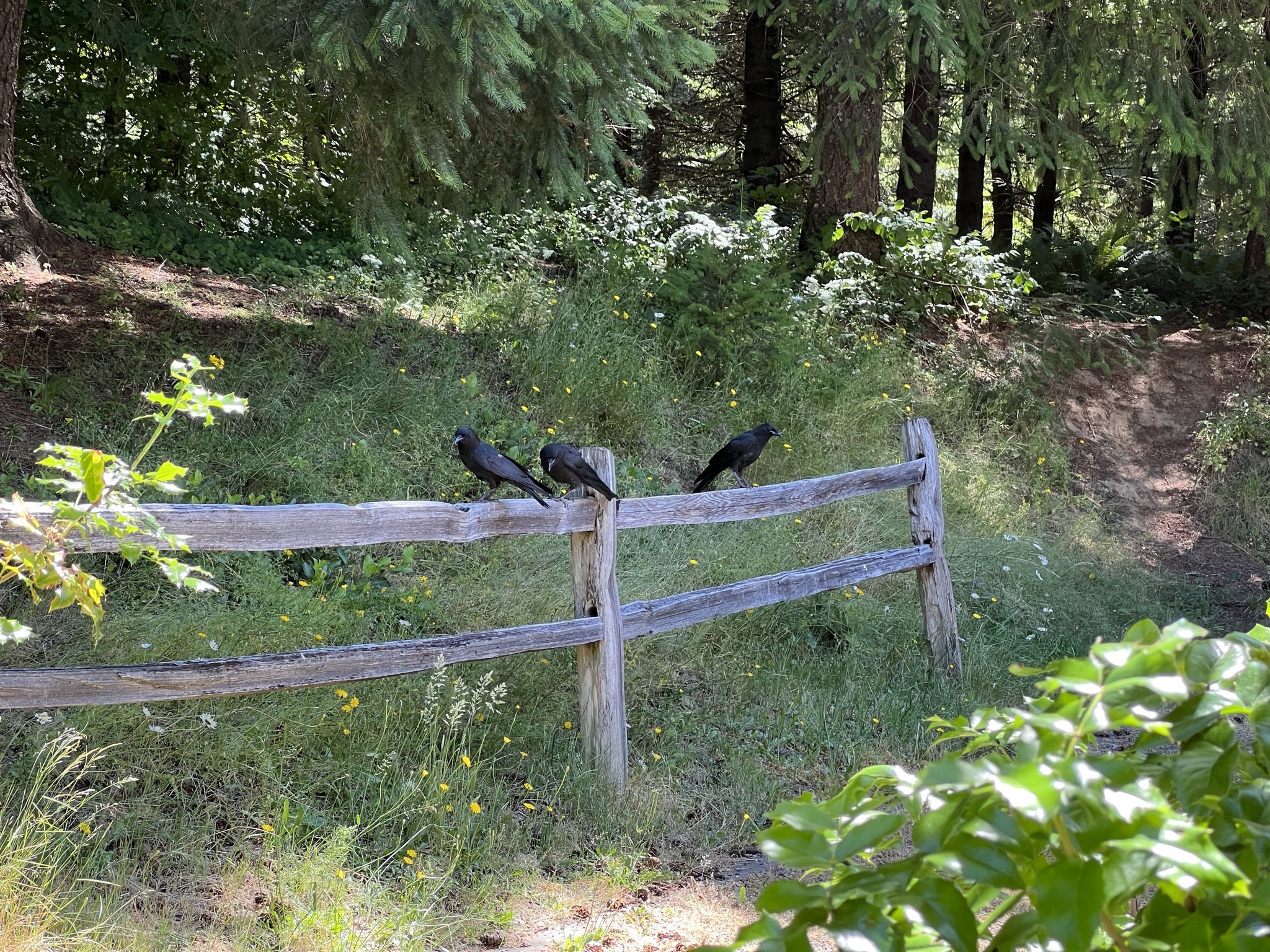 Murder of crows