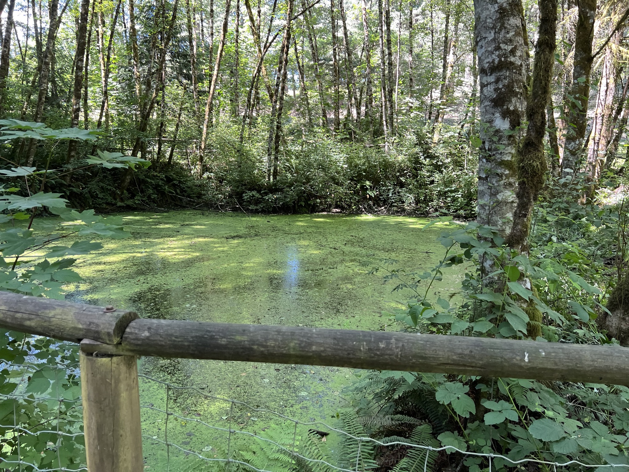 Pond