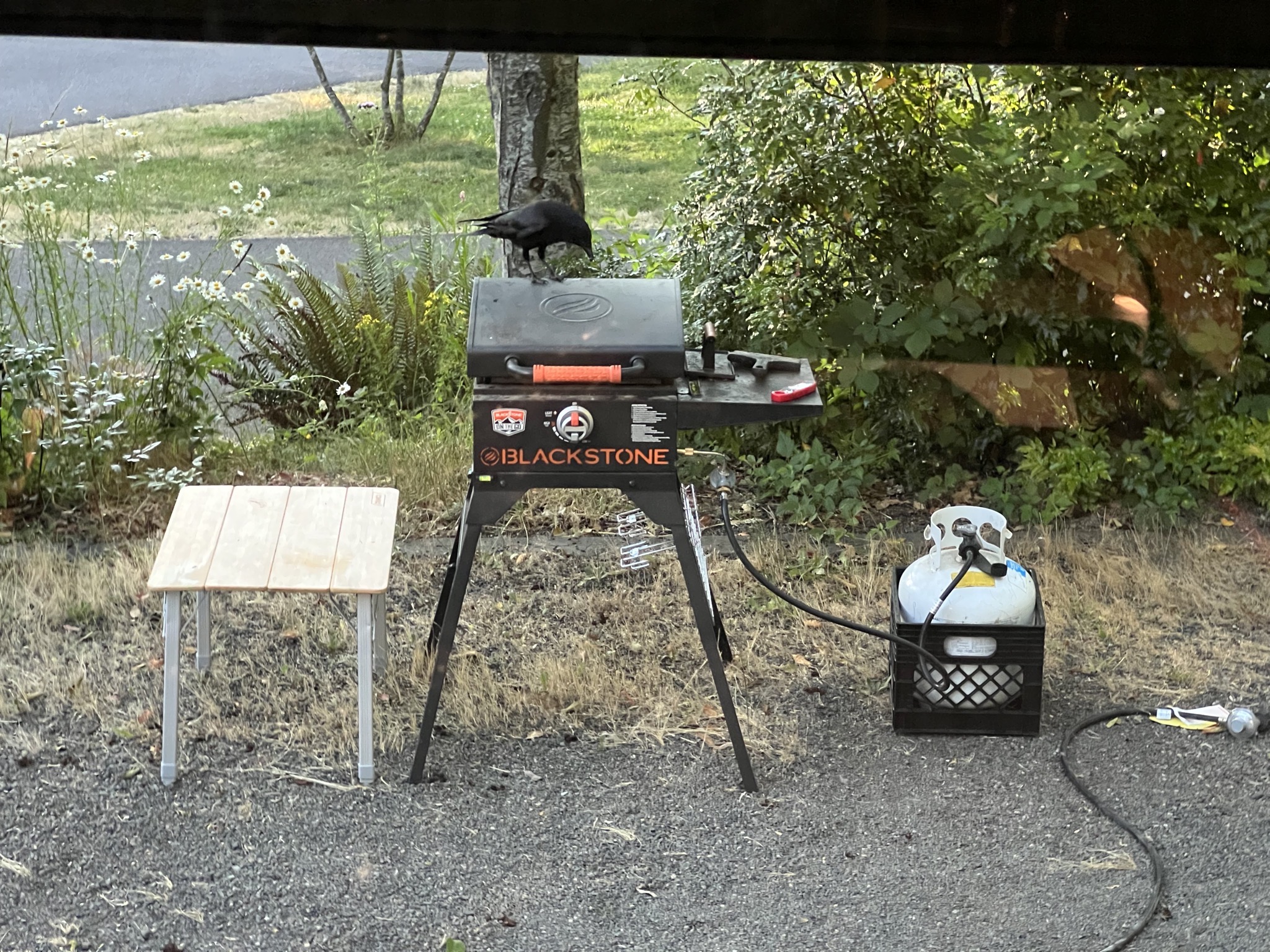 Crow on griddle
