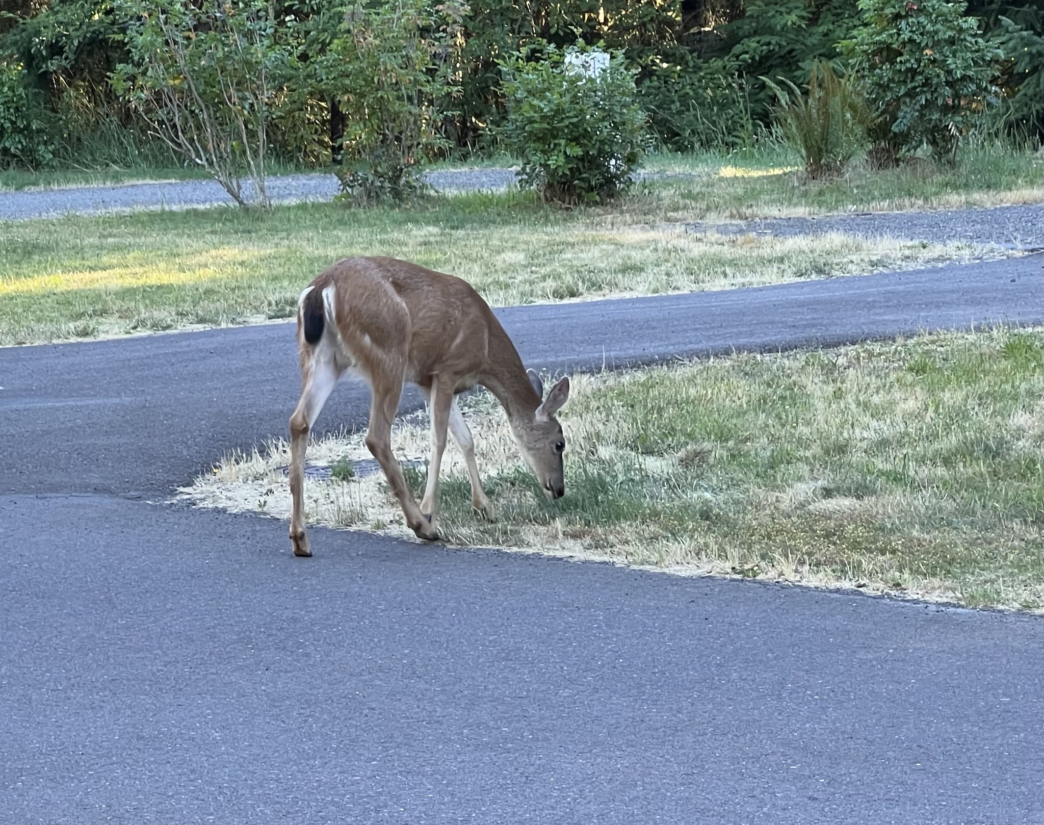 Another deer