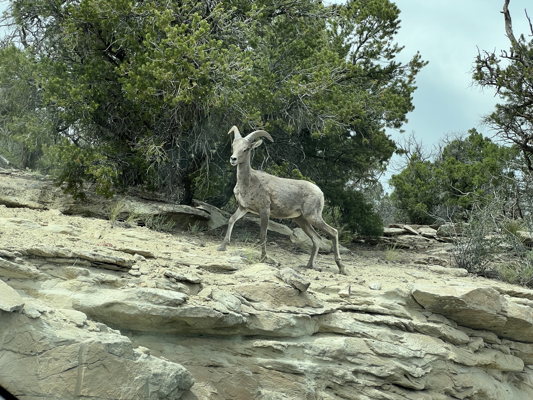 Big horn sheep