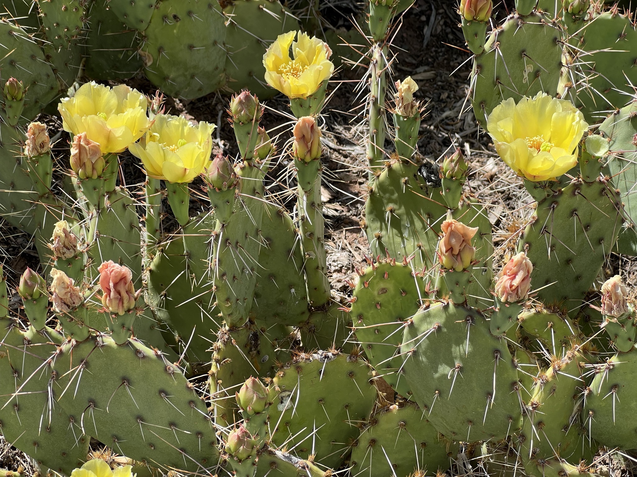 Blooming cacti