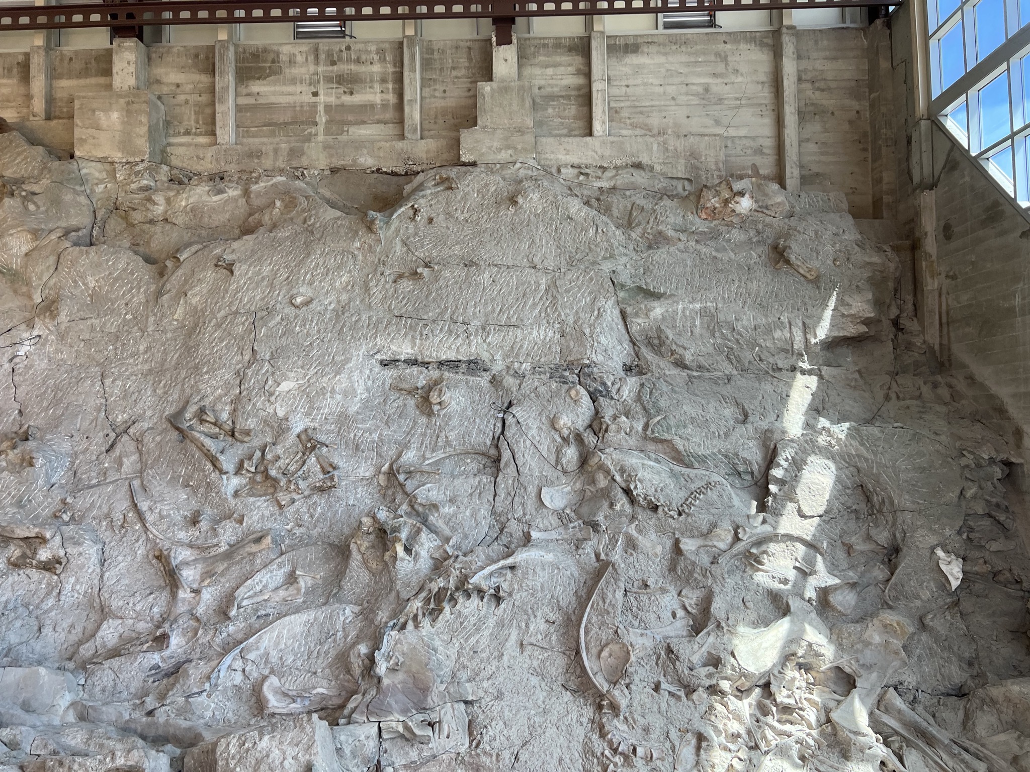 Dinosaur fossils
