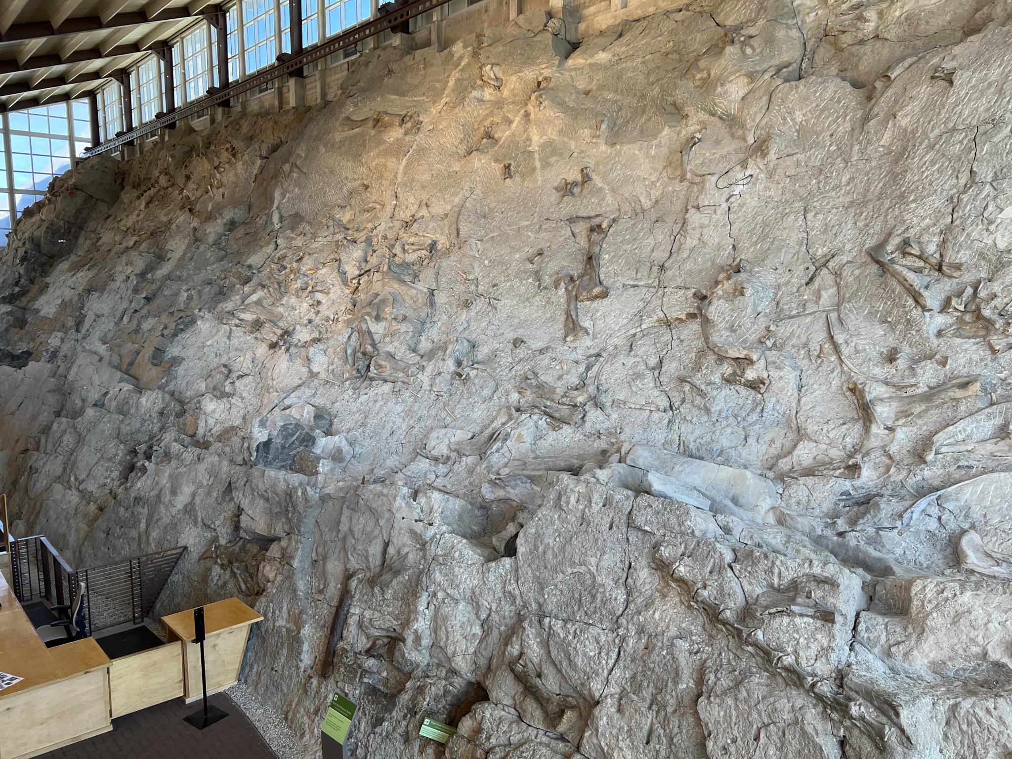 Dinosaur fossils