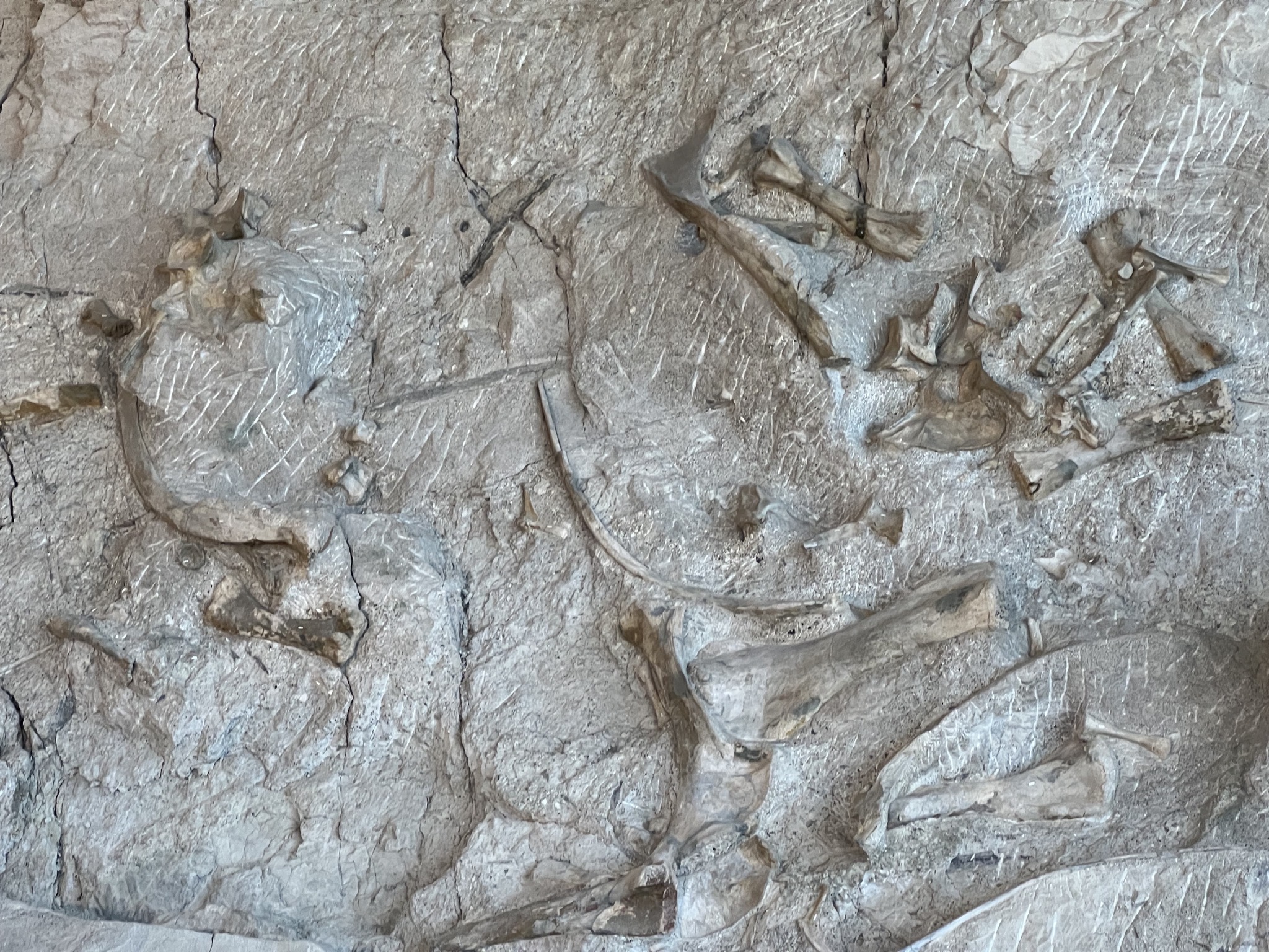 Dinosaur fossils