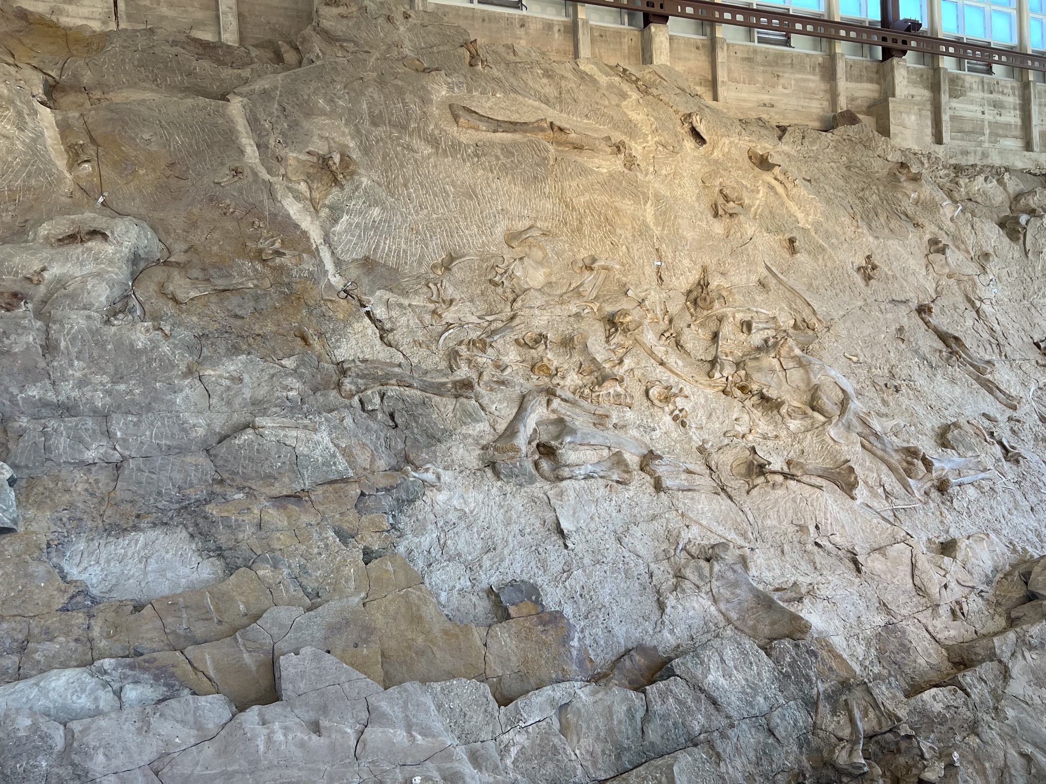 Dinosaur fossils