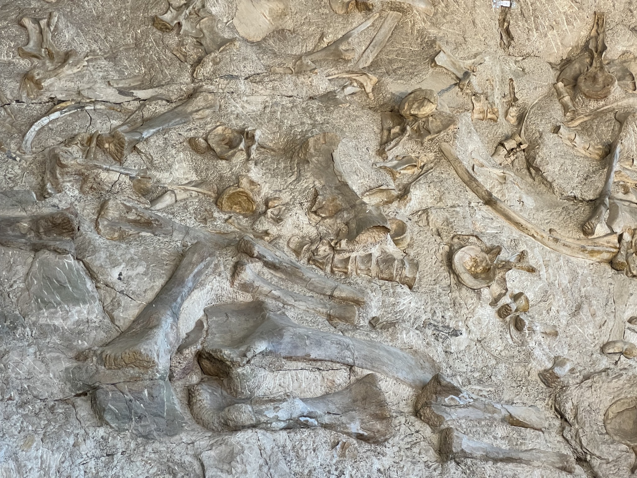 Dinosaur fossils