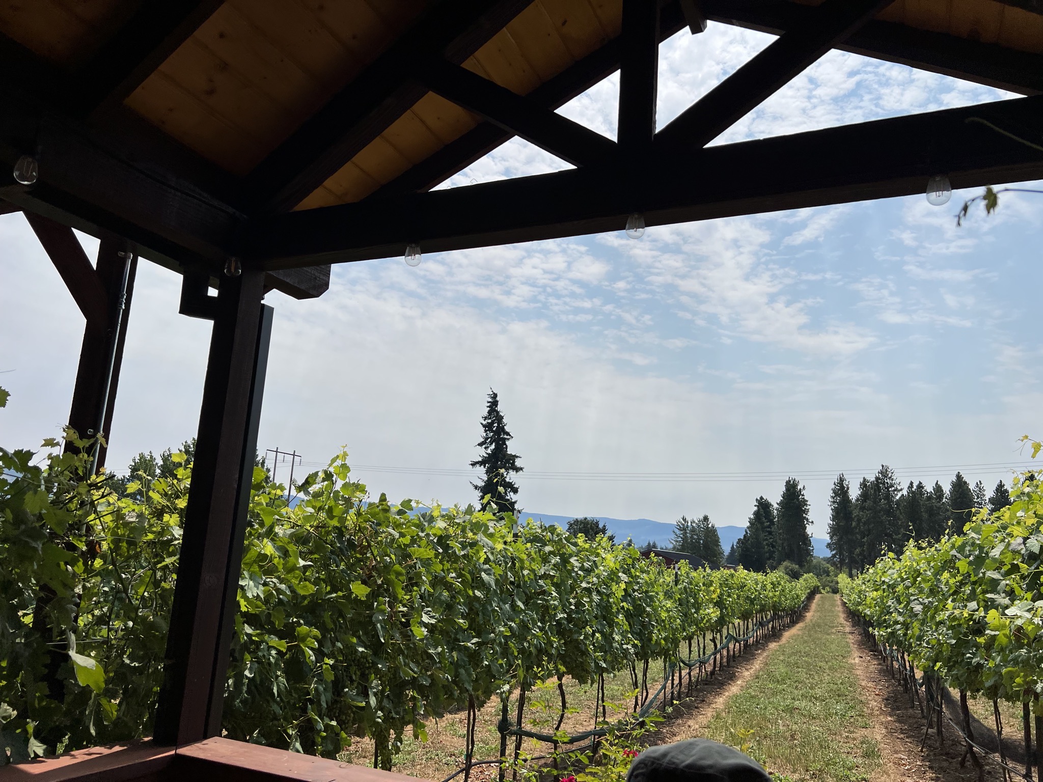 Vines