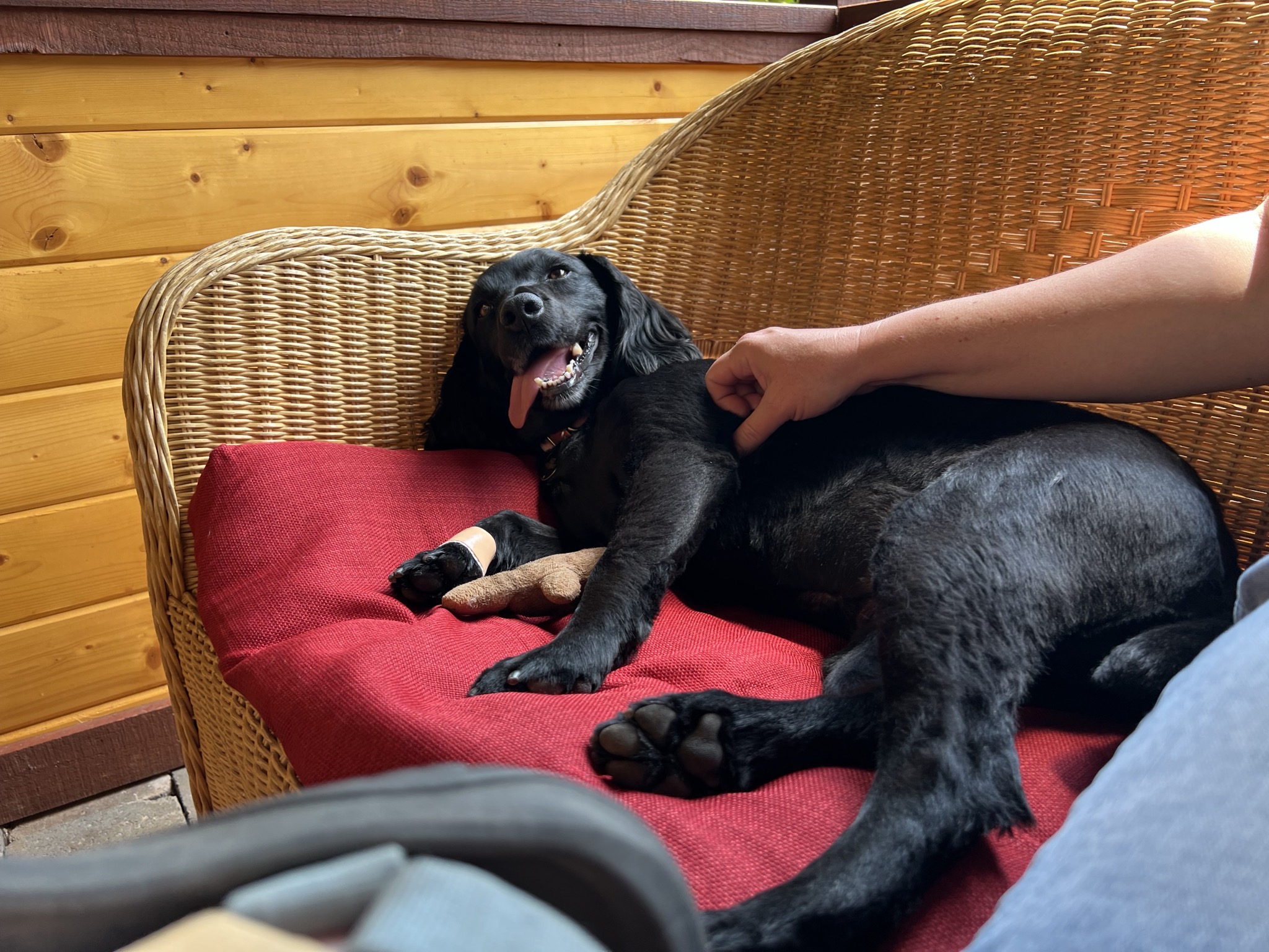 Dog
