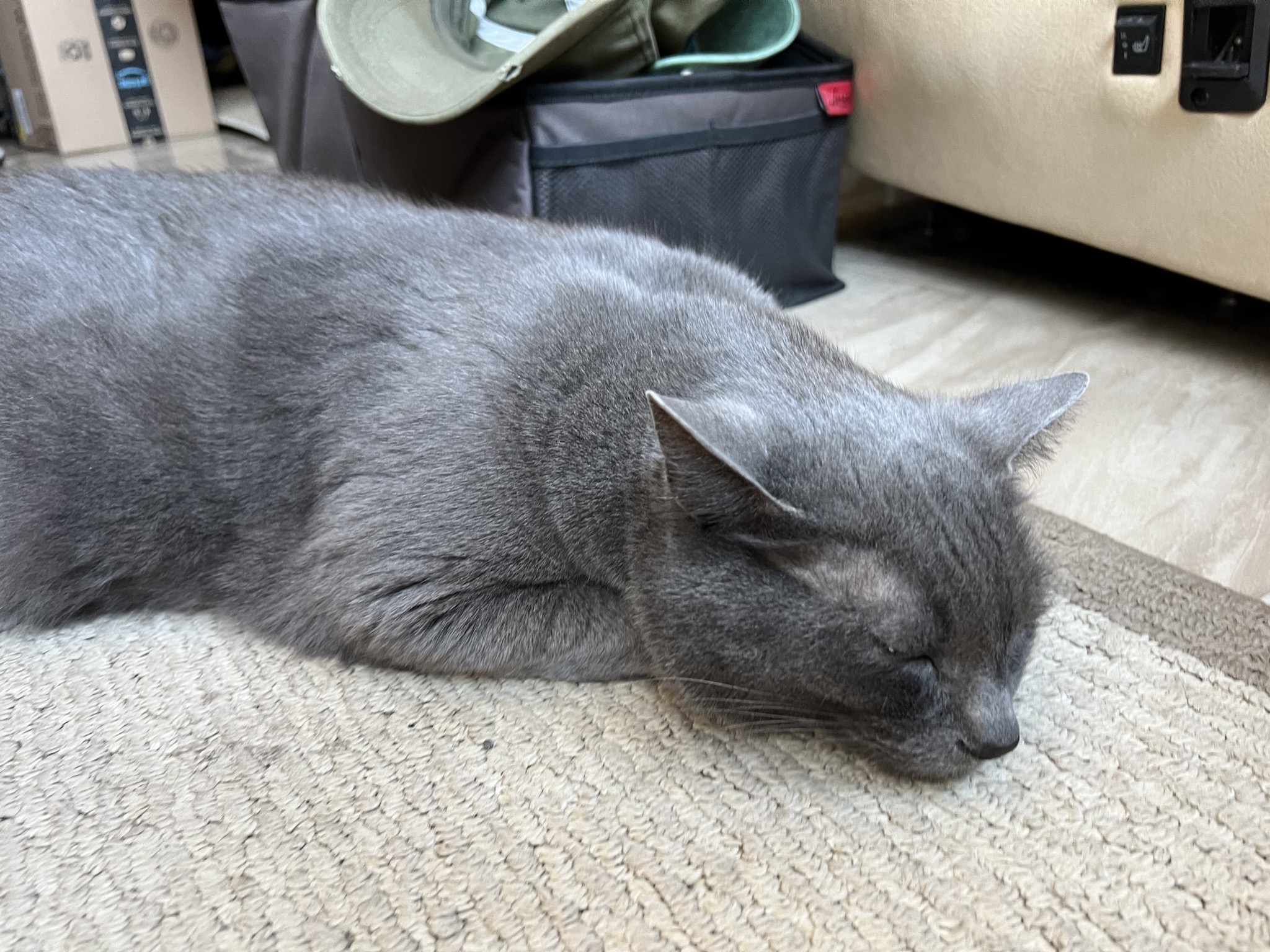 Sleeping Paladin