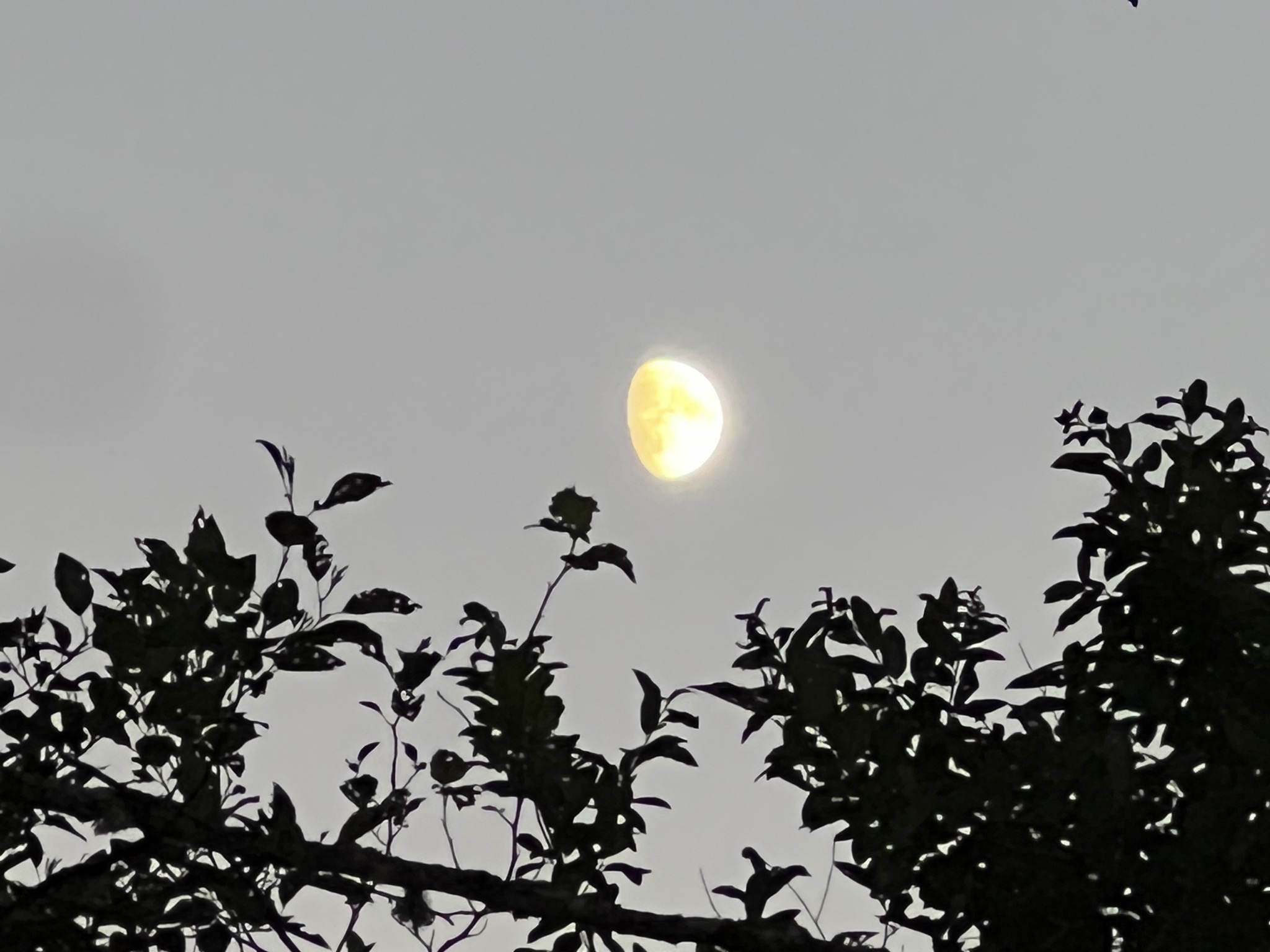 Moon