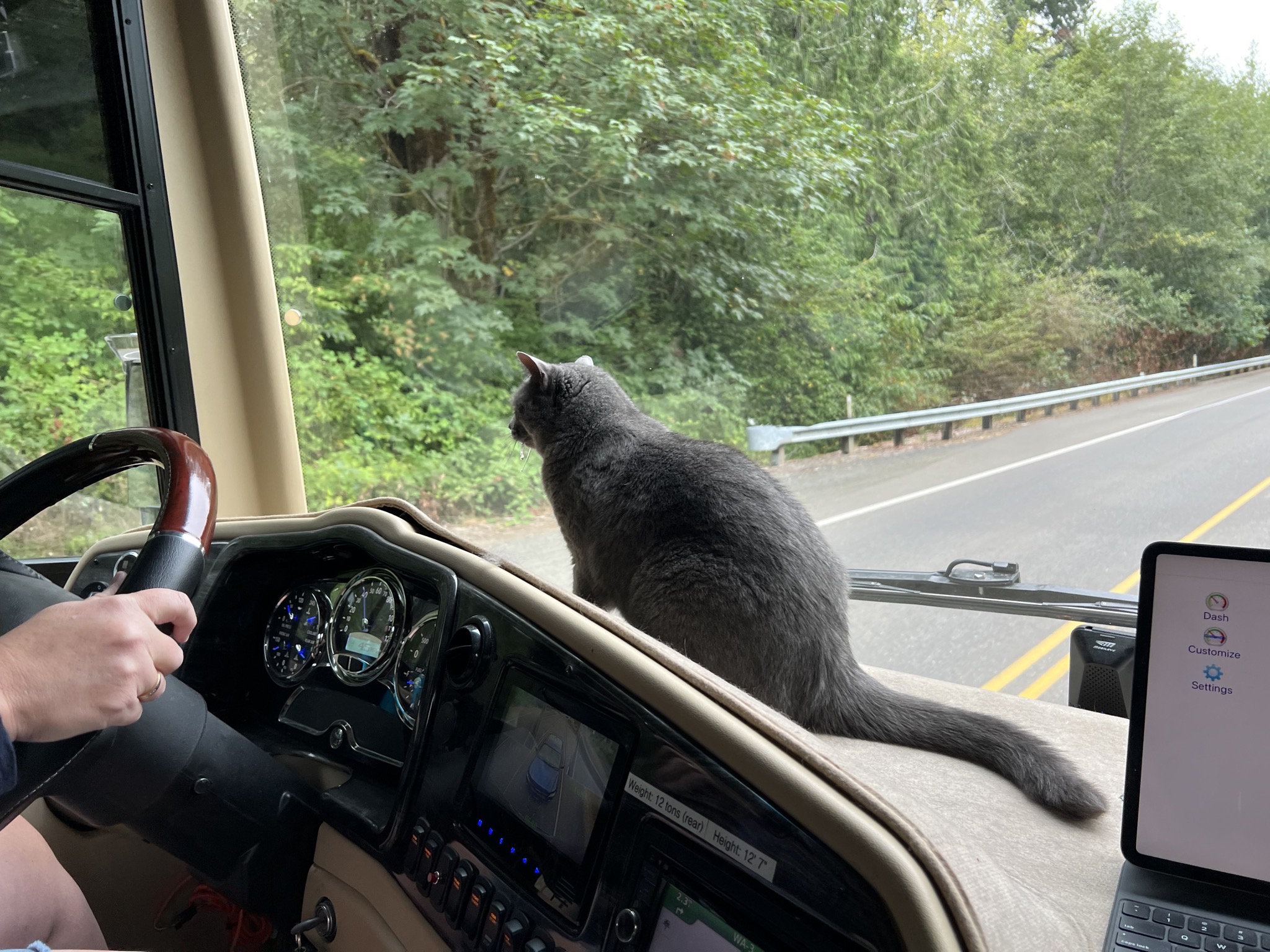 Paladin on the dash